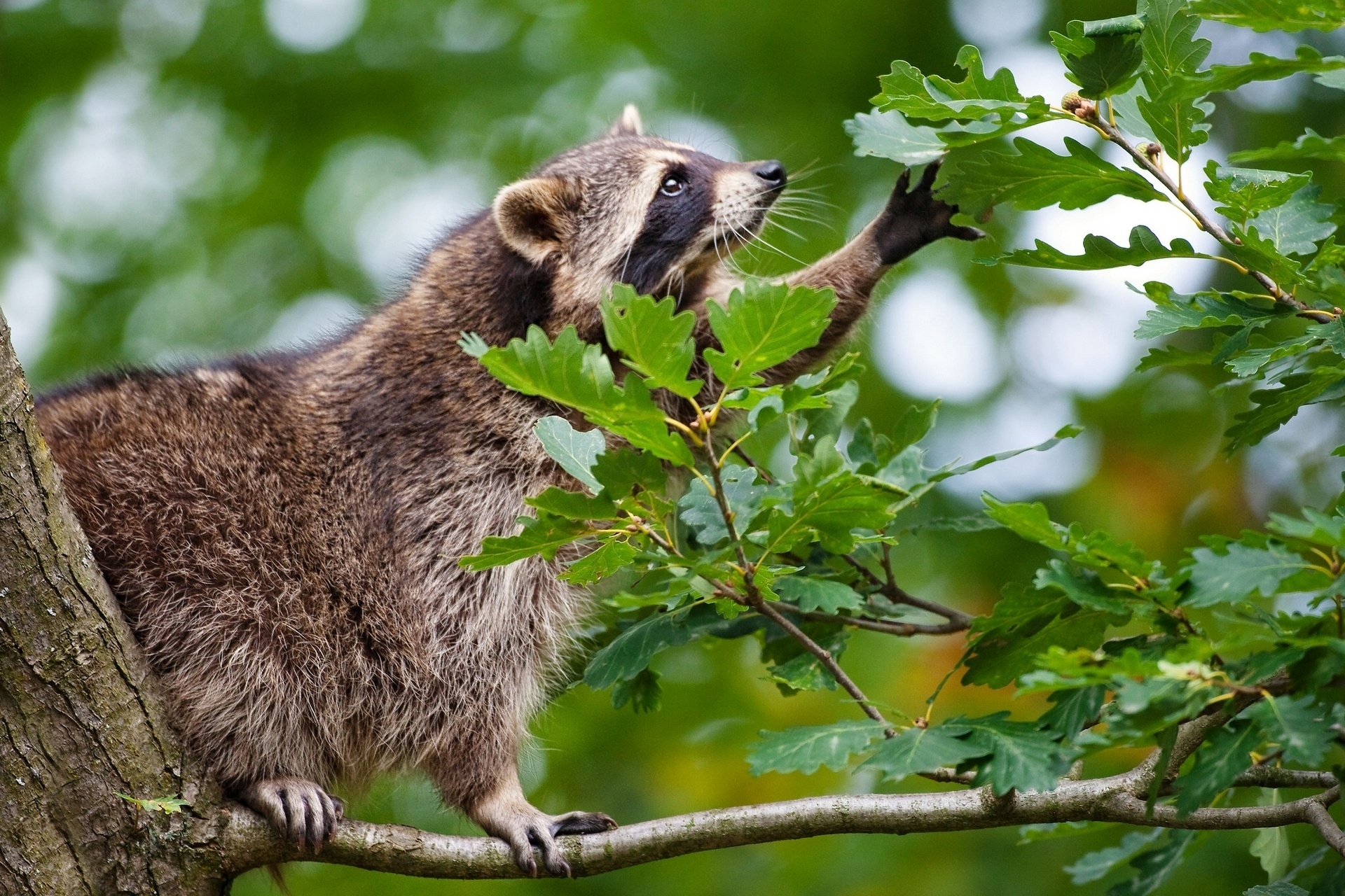 Free download wallpaper Climb, Raccoon, Animals, Branch, Leaves on your PC desktop