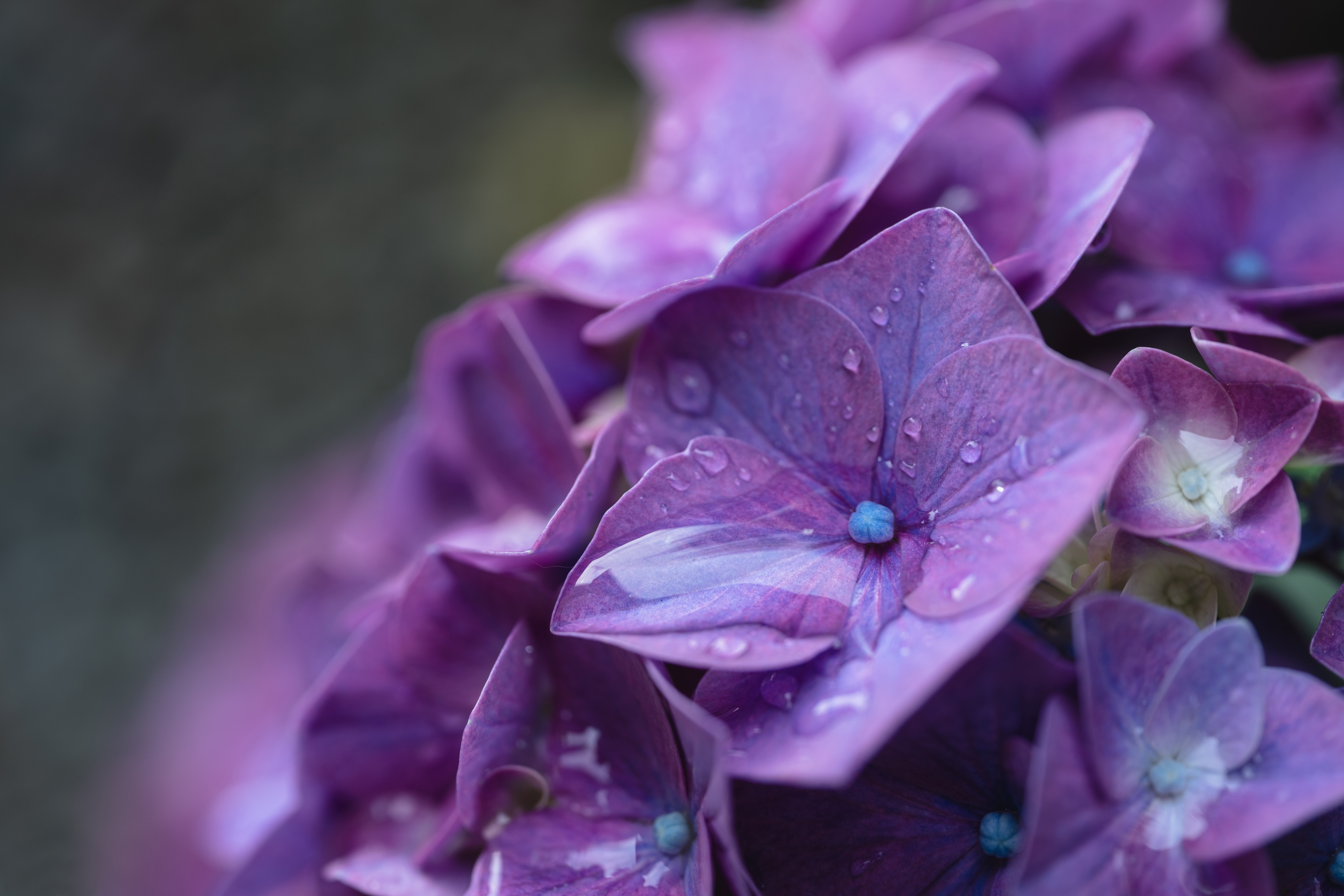 Download mobile wallpaper Flowers, Earth, Hydrangea, Purple Flower for free.