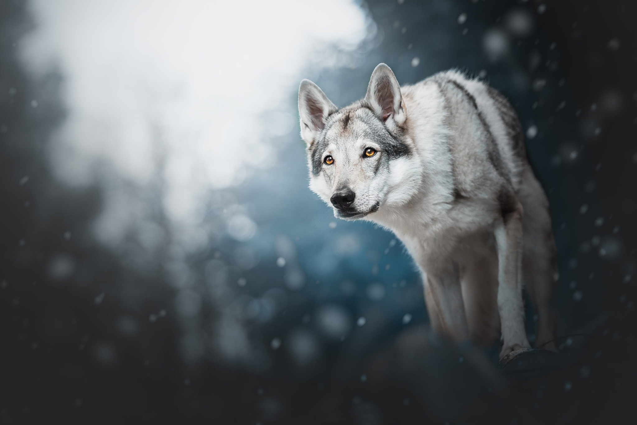 Download mobile wallpaper Dogs, Animal, Wolfdog for free.