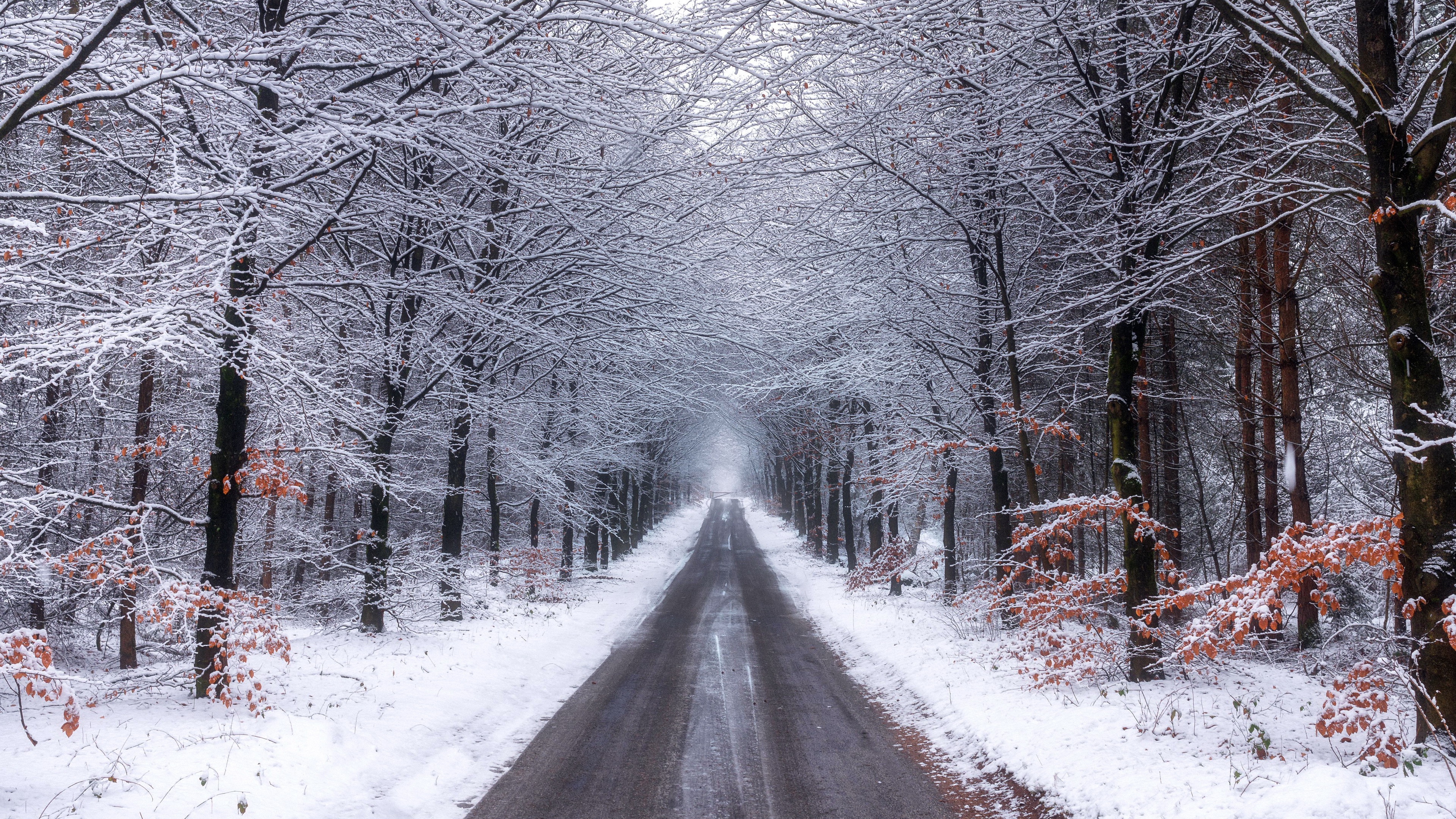 Descarga gratis la imagen Invierno, Naturaleza, Nieve, Bosque, Carretera, Hecho Por El Hombre en el escritorio de tu PC