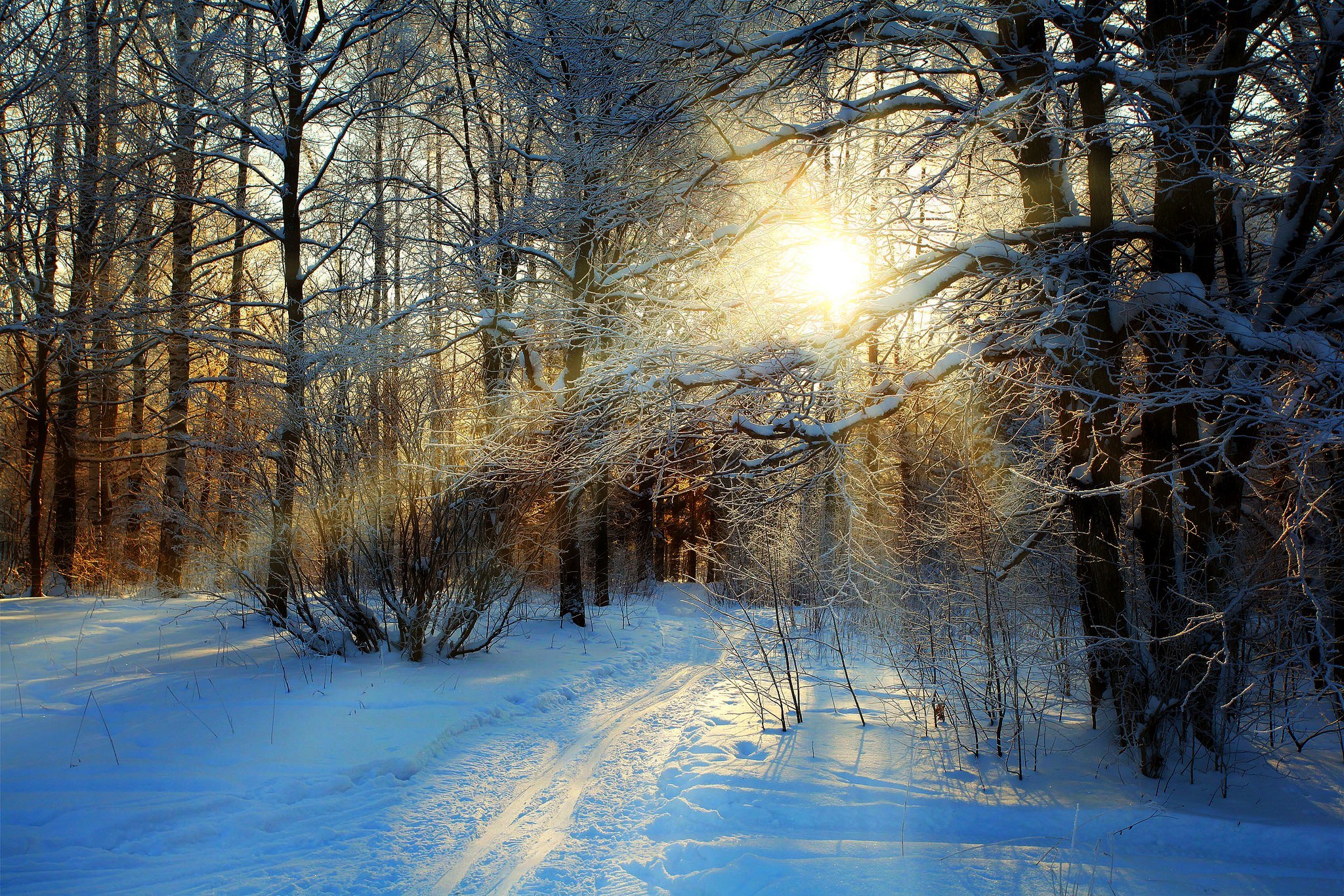 Free download wallpaper Winter, Nature, Snow, Forest, Tree, Earth, Path, Sunbeam on your PC desktop