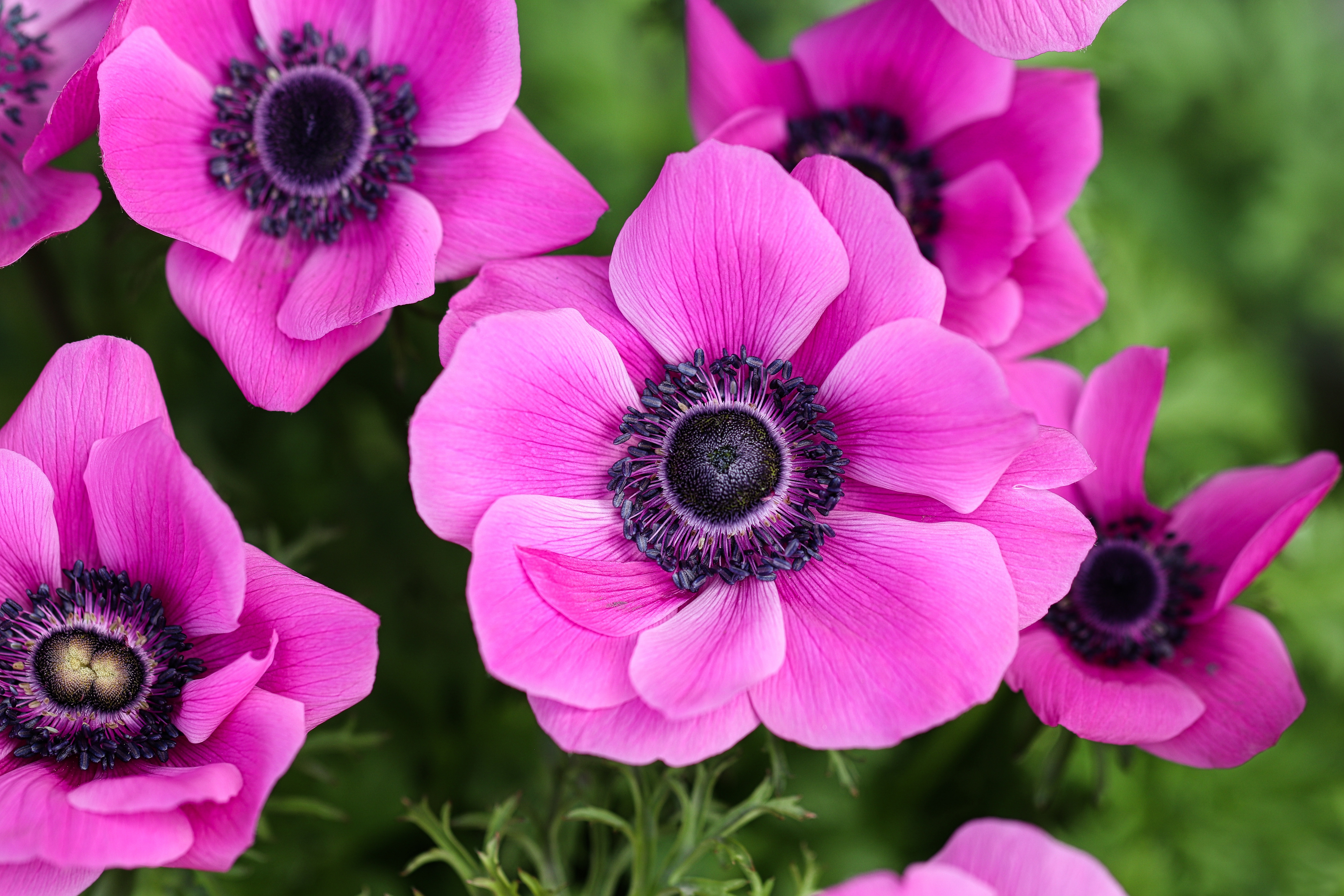 Free download wallpaper Flowers, Macro, Earth, Petal, Anemone, Pink Flower on your PC desktop