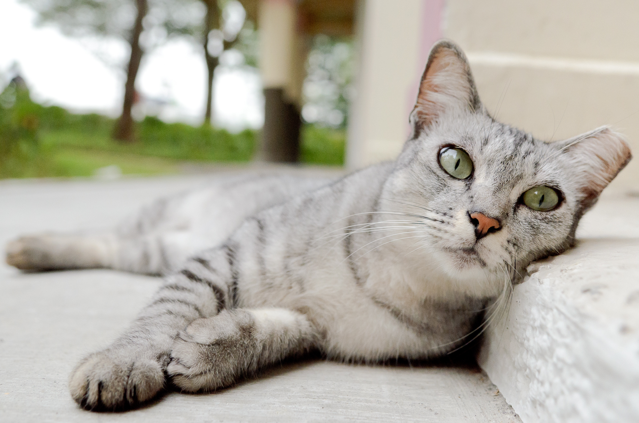 292494 Protetores de tela e papéis de parede Gatos em seu telefone. Baixe  fotos gratuitamente