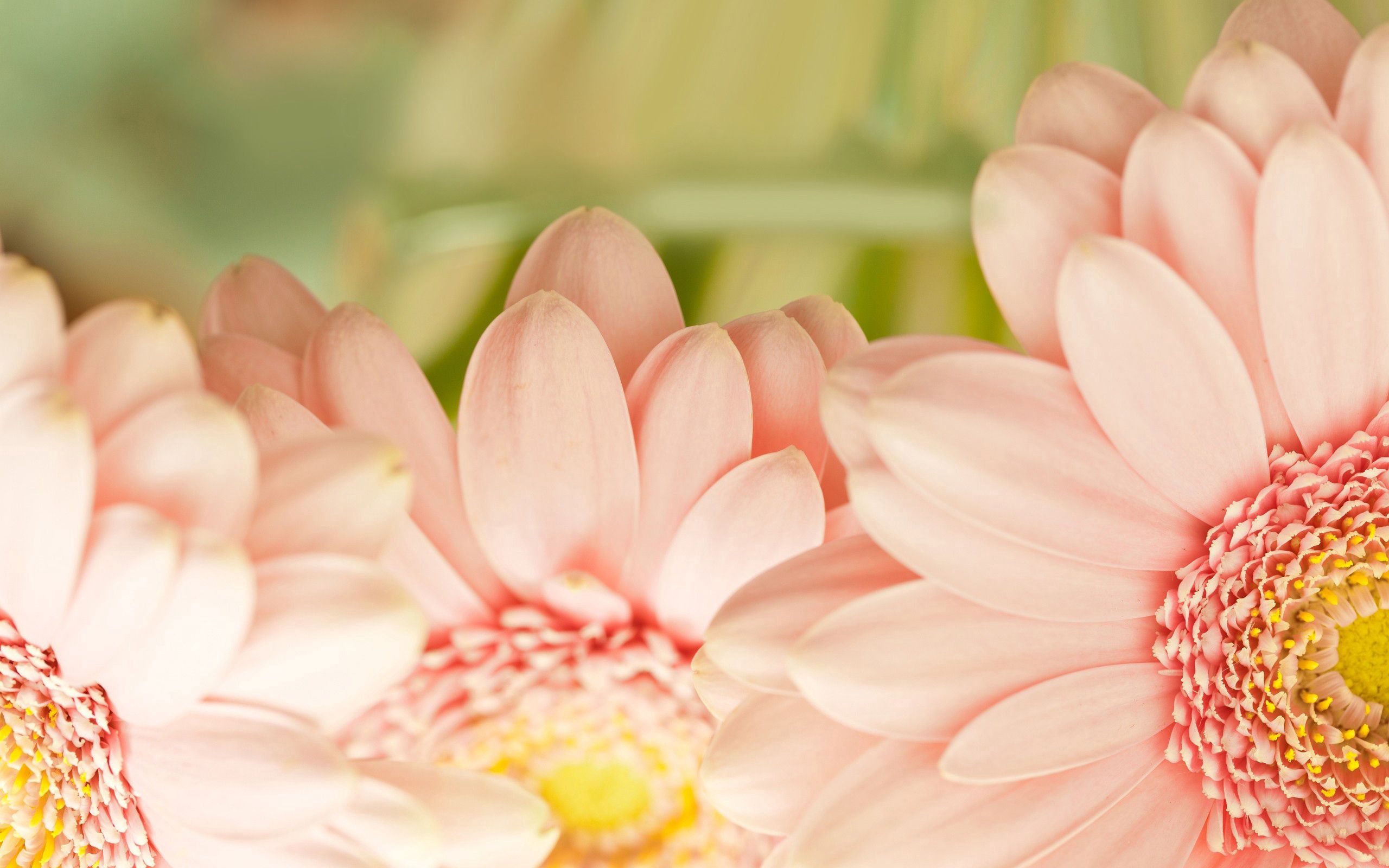 Download mobile wallpaper Petals, Plant, Macro, Flower, Pink for free.