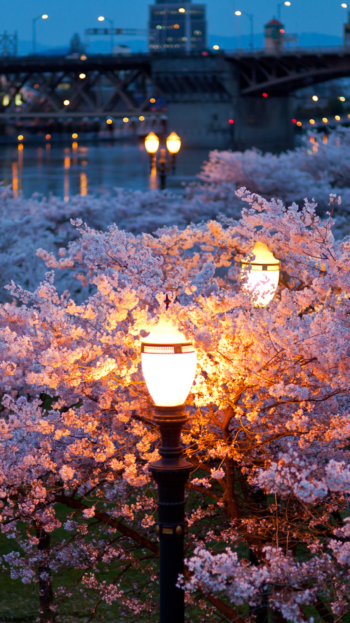 Download mobile wallpaper Night, Lamp Post, Blossom, Man Made for free.