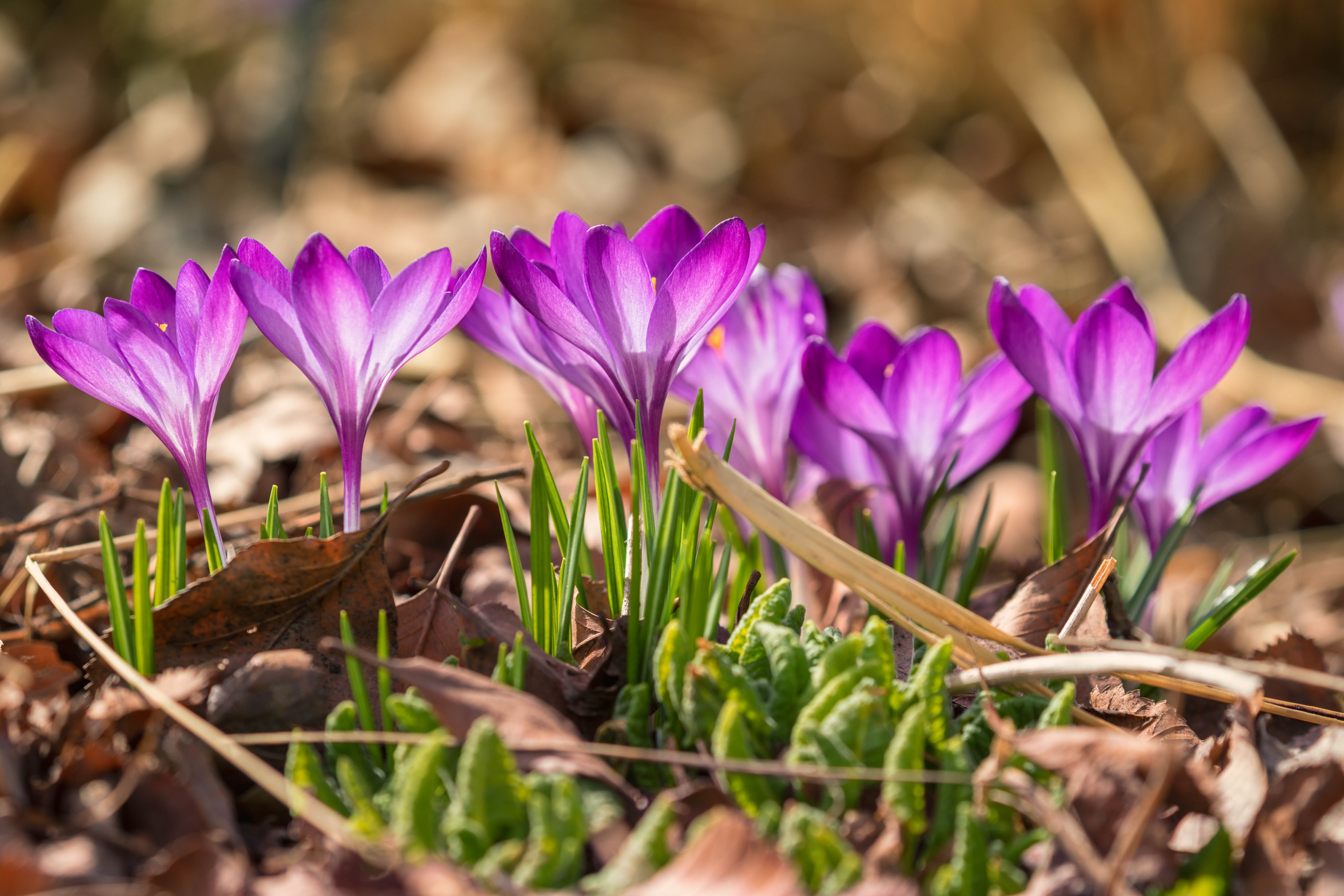 Download mobile wallpaper Nature, Flowers, Flower, Macro, Earth, Crocus, Purple Flower for free.