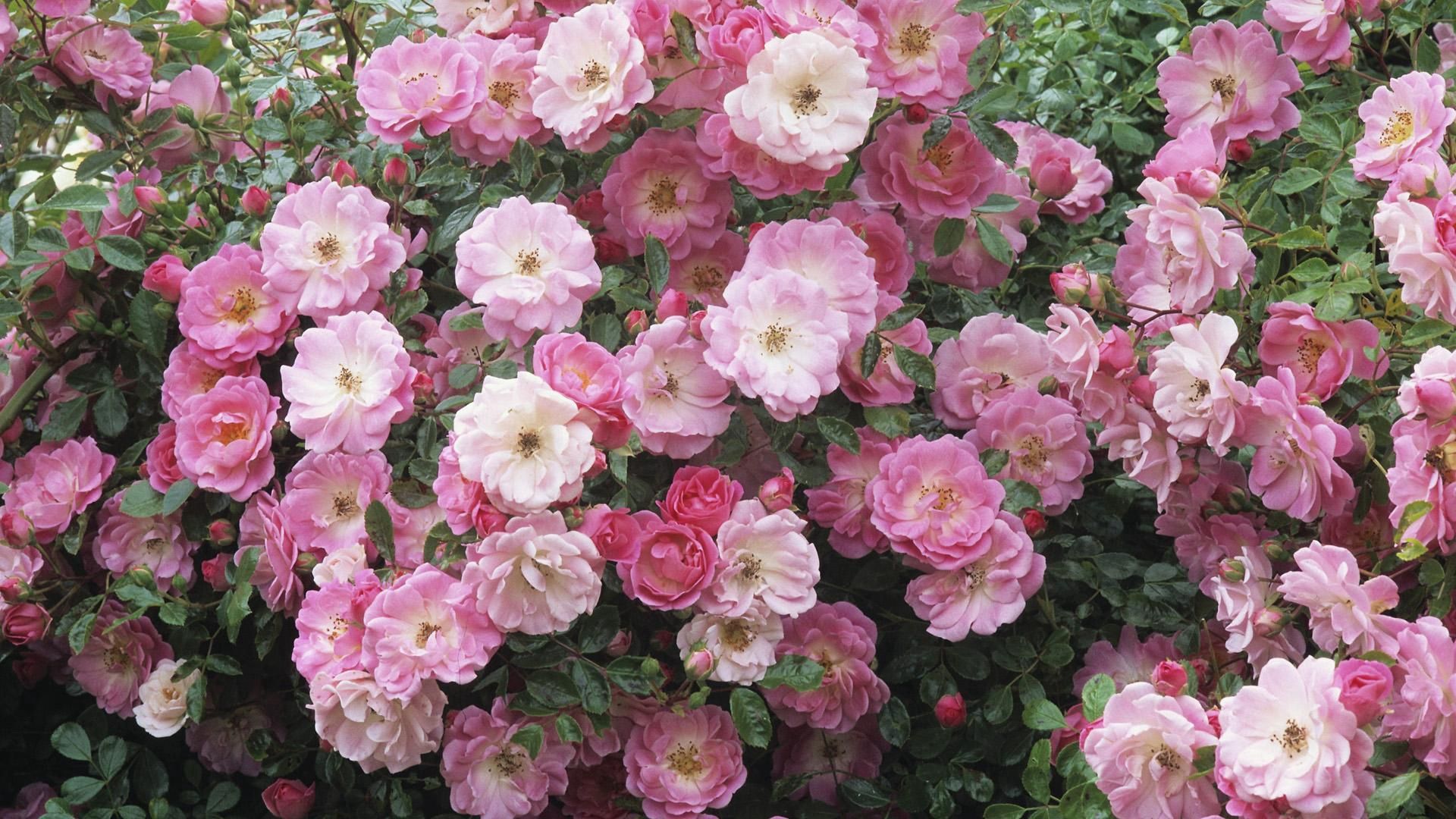 114896 скачать обои шиповник, цветы, листья, розовый, дикая роза - заставки и картинки бесплатно