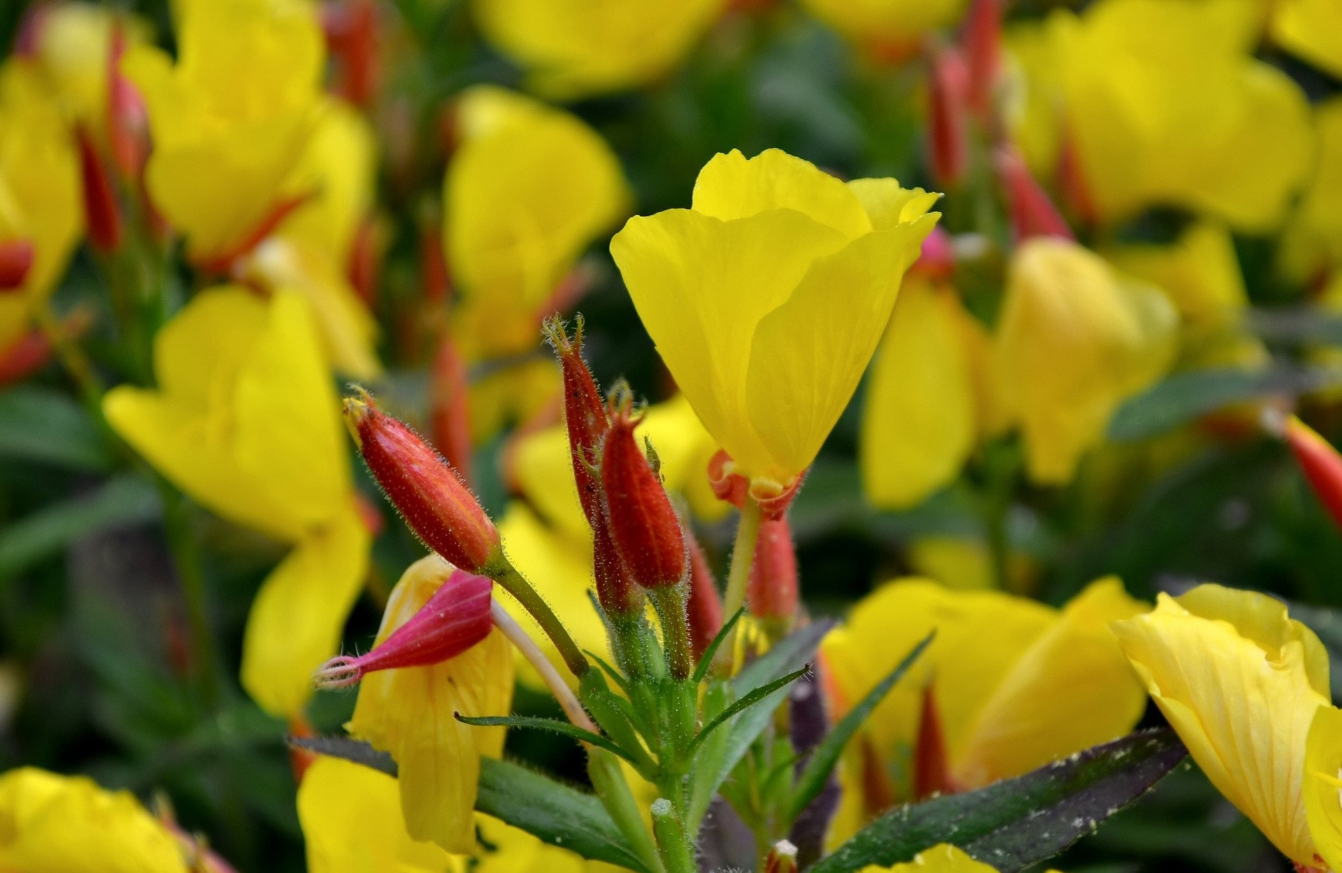 Téléchargez gratuitement l'image Fleurs, Fleur, Terre/nature sur le bureau de votre PC