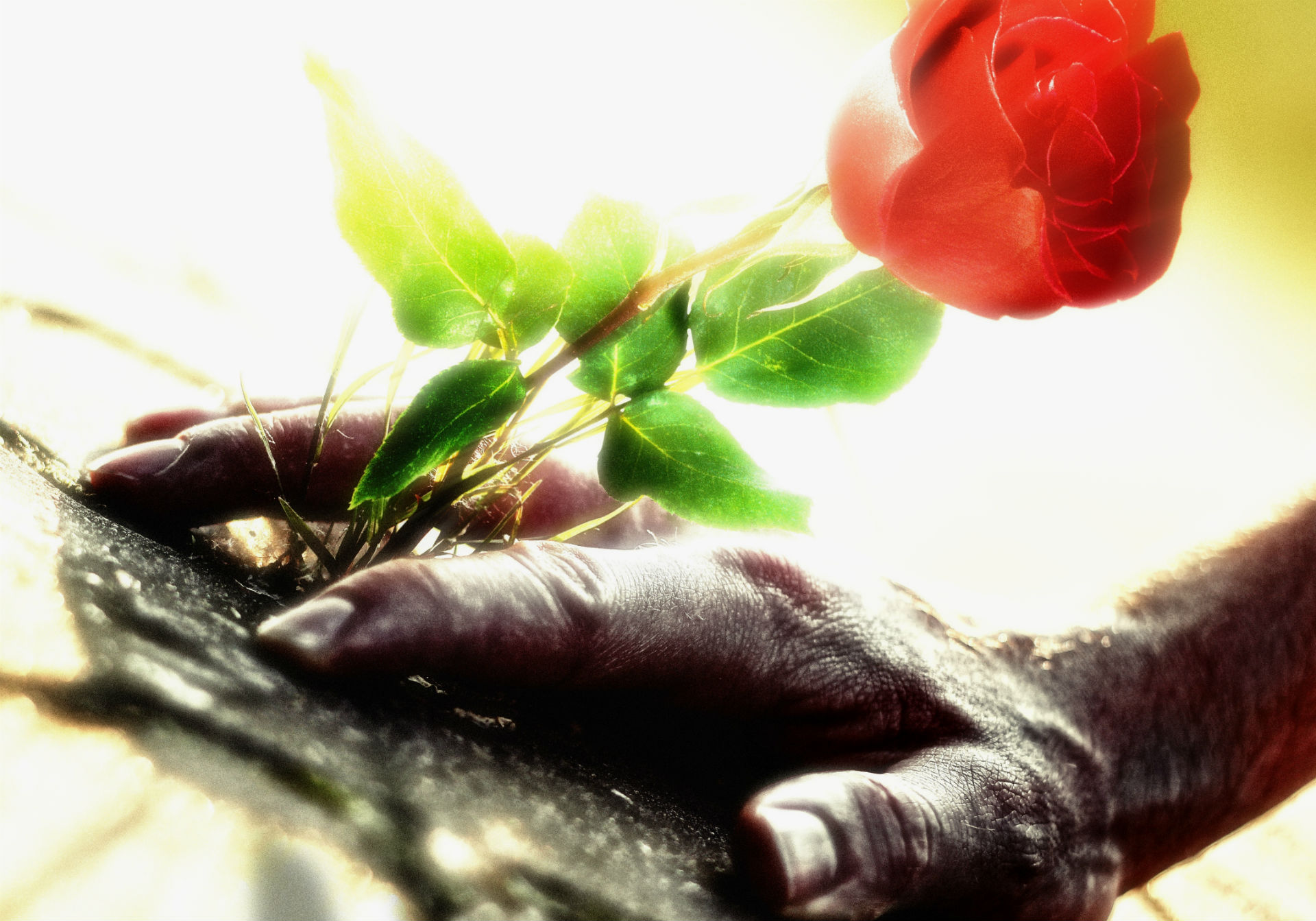 Download mobile wallpaper Gothic, Love, Flower, Mood, Artistic, Photography for free.