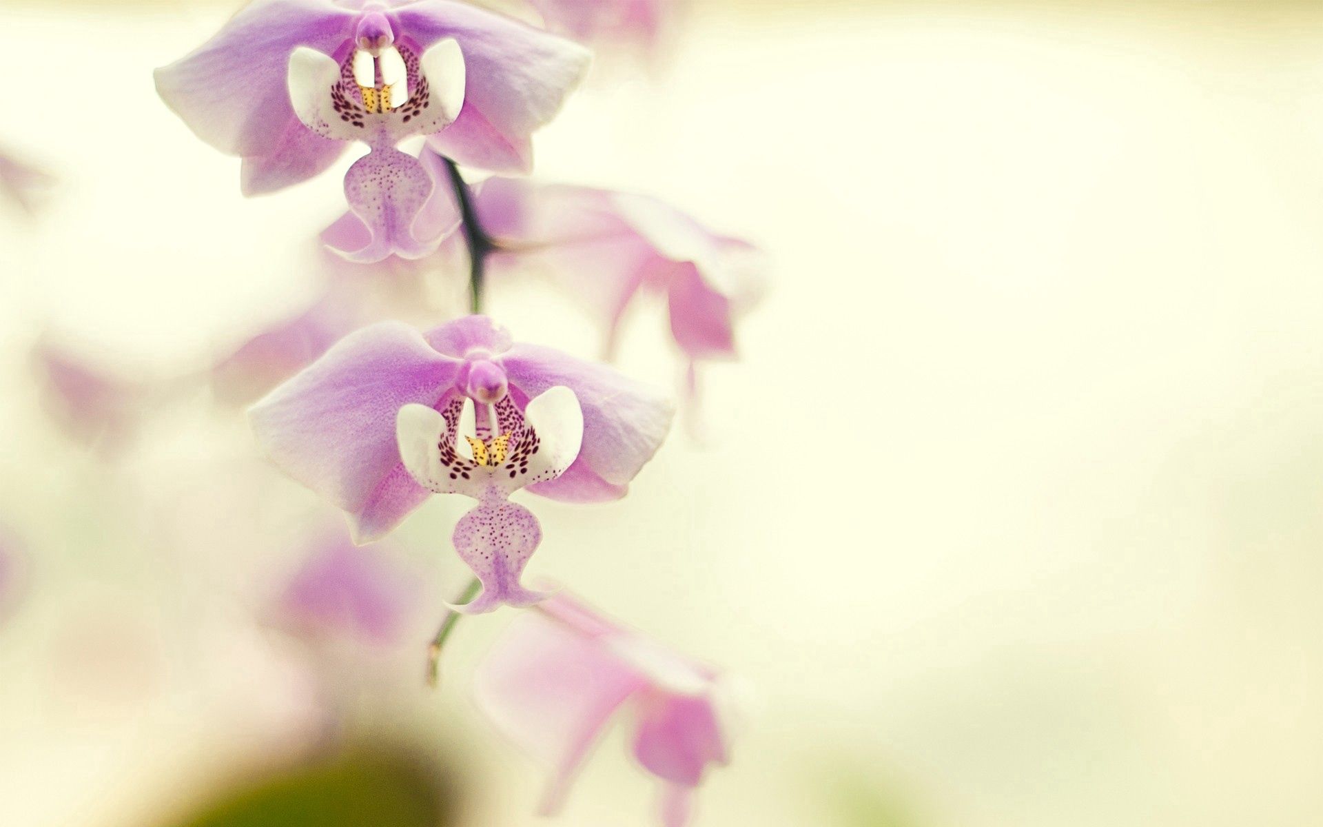 Скачать картинку Орхидея, Ветка, Растение, Макро, Цветок в телефон бесплатно.