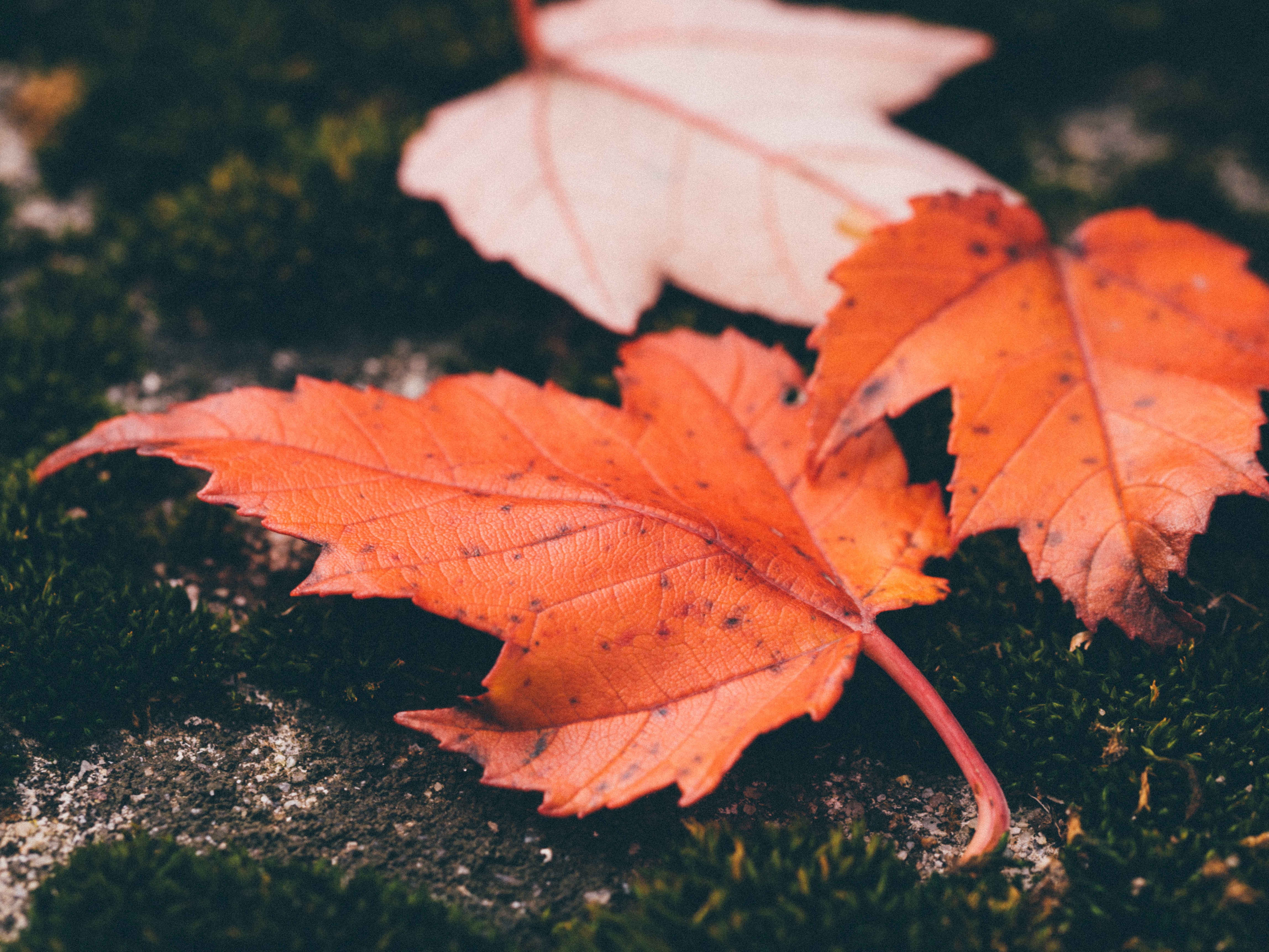 Download mobile wallpaper Nature, Close Up, Leaf, Fall, Earth, Maple Leaf for free.