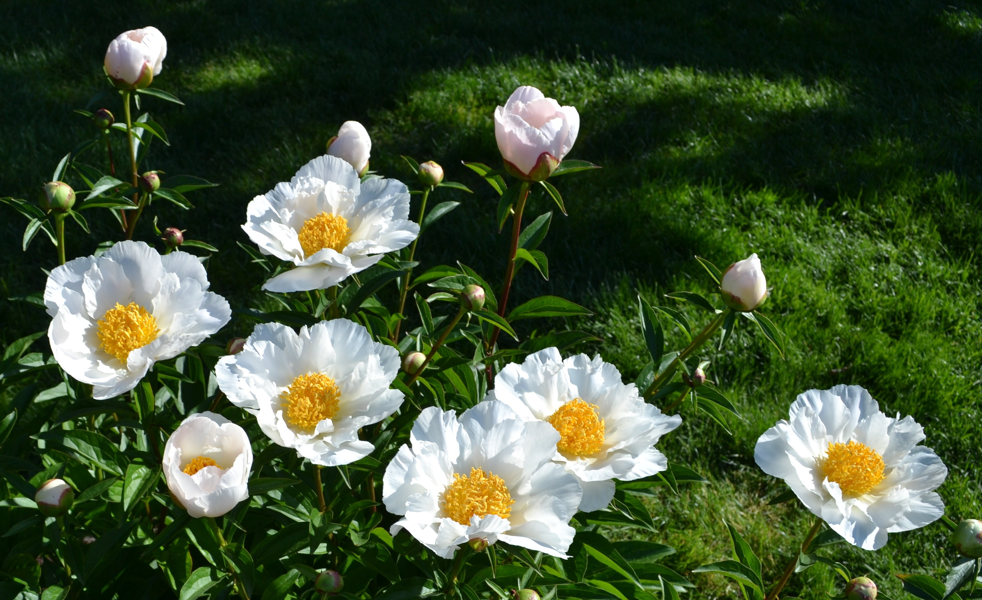 Laden Sie das Blumen, Blume, Nahansicht, Gras, Weiße Blume, Erde/natur-Bild kostenlos auf Ihren PC-Desktop herunter