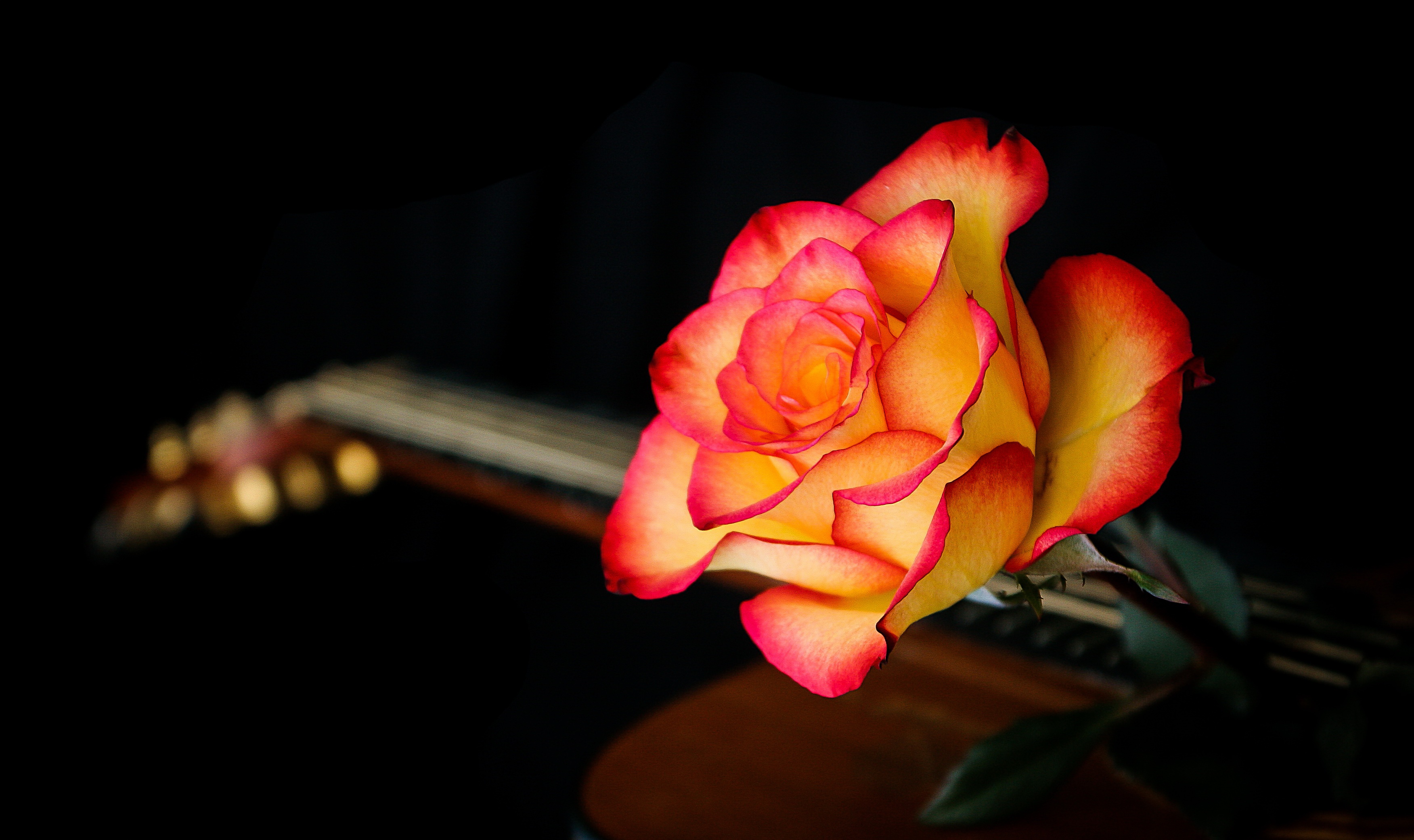 Laden Sie das Blumen, Rose, Erde/natur-Bild kostenlos auf Ihren PC-Desktop herunter