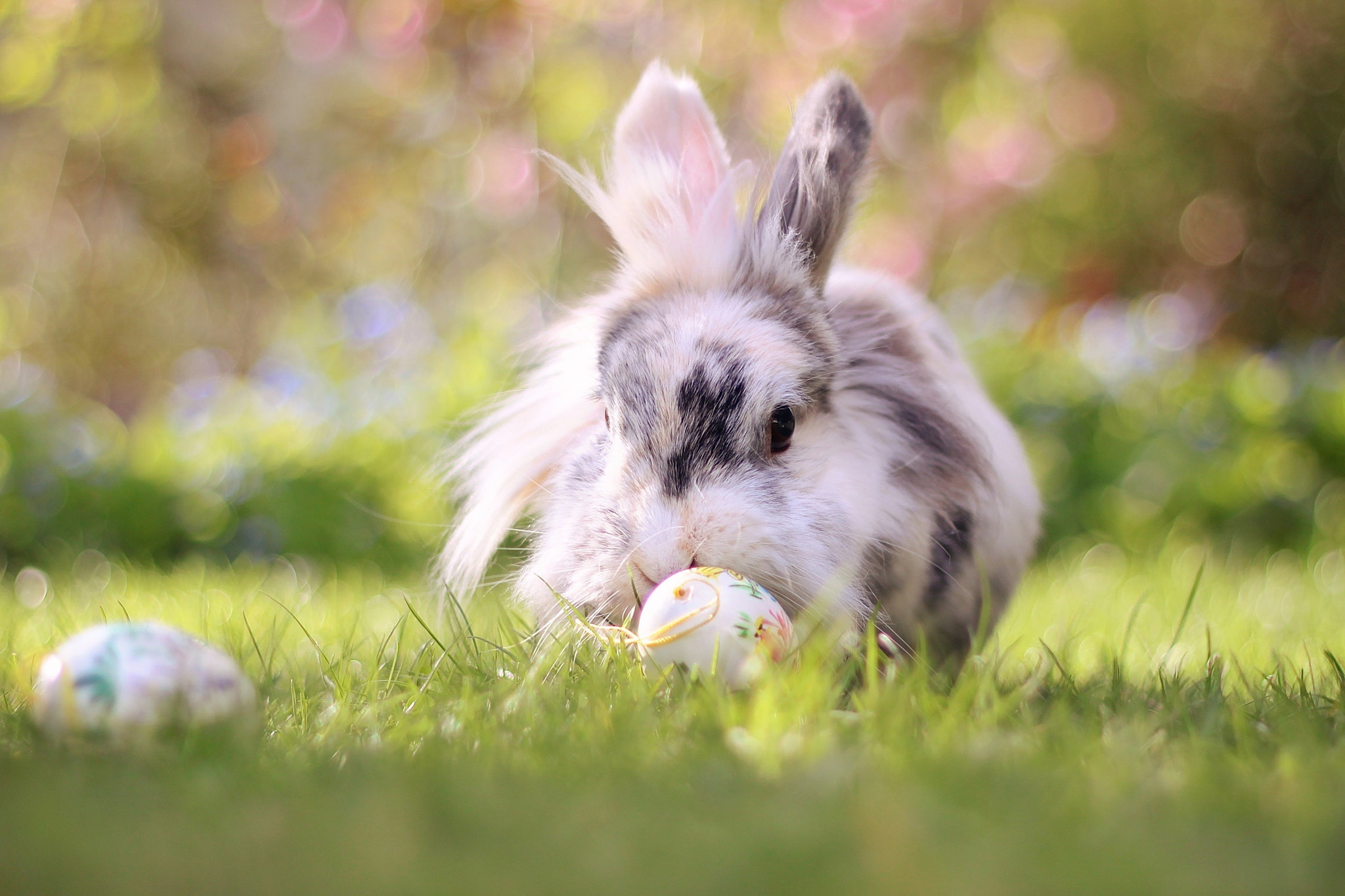 Download mobile wallpaper Animal, Rabbit for free.