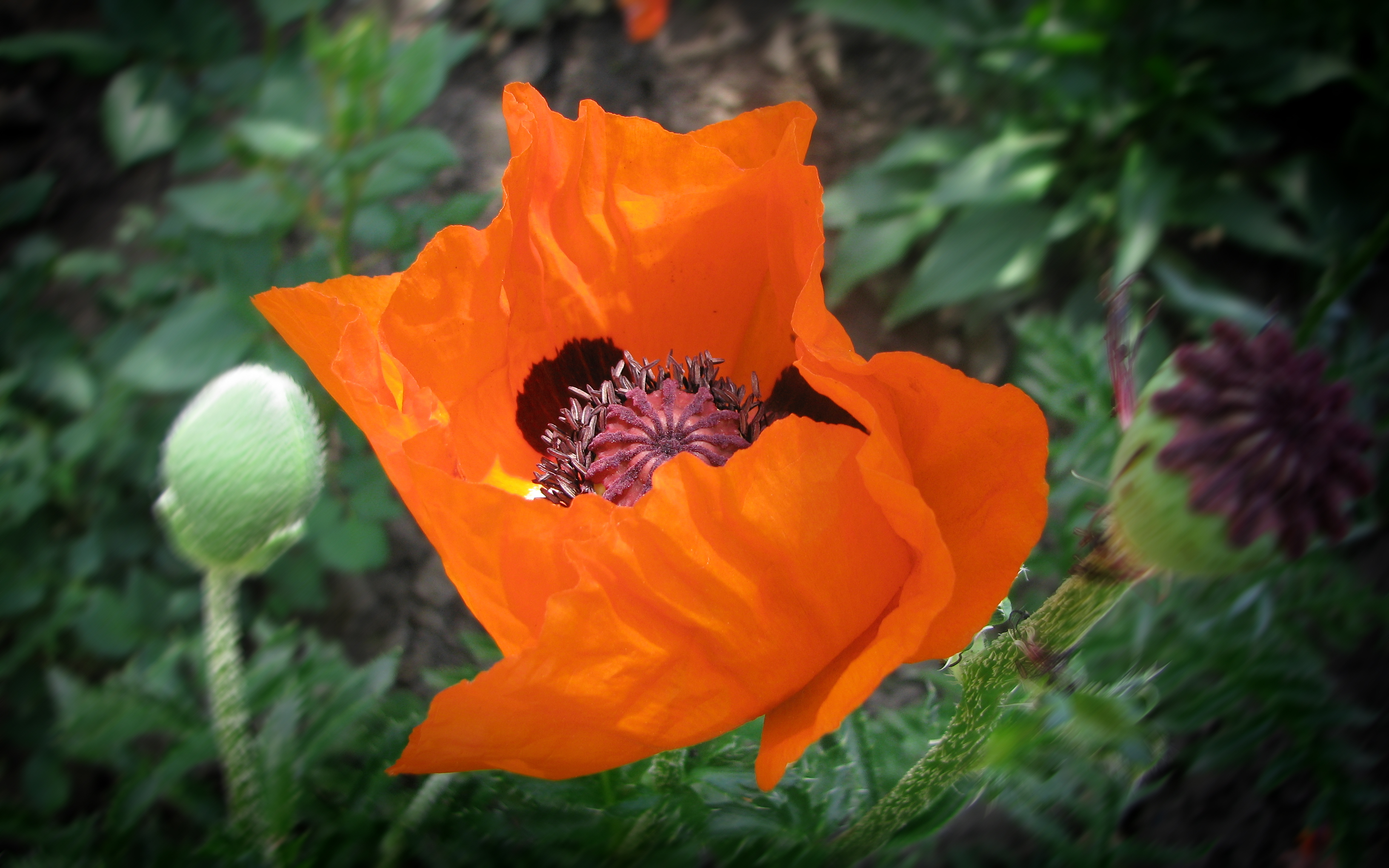 Laden Sie das Blumen, Mohn, Blume, Erde/natur, Orangene Blume-Bild kostenlos auf Ihren PC-Desktop herunter