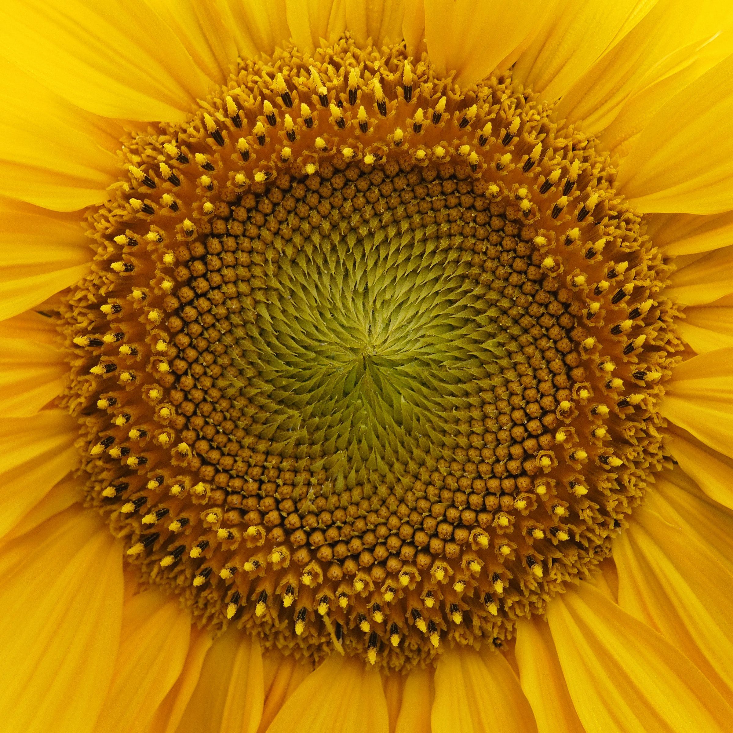 Download mobile wallpaper Macro, Petals, Flowers, Sunflower, Flower for free.