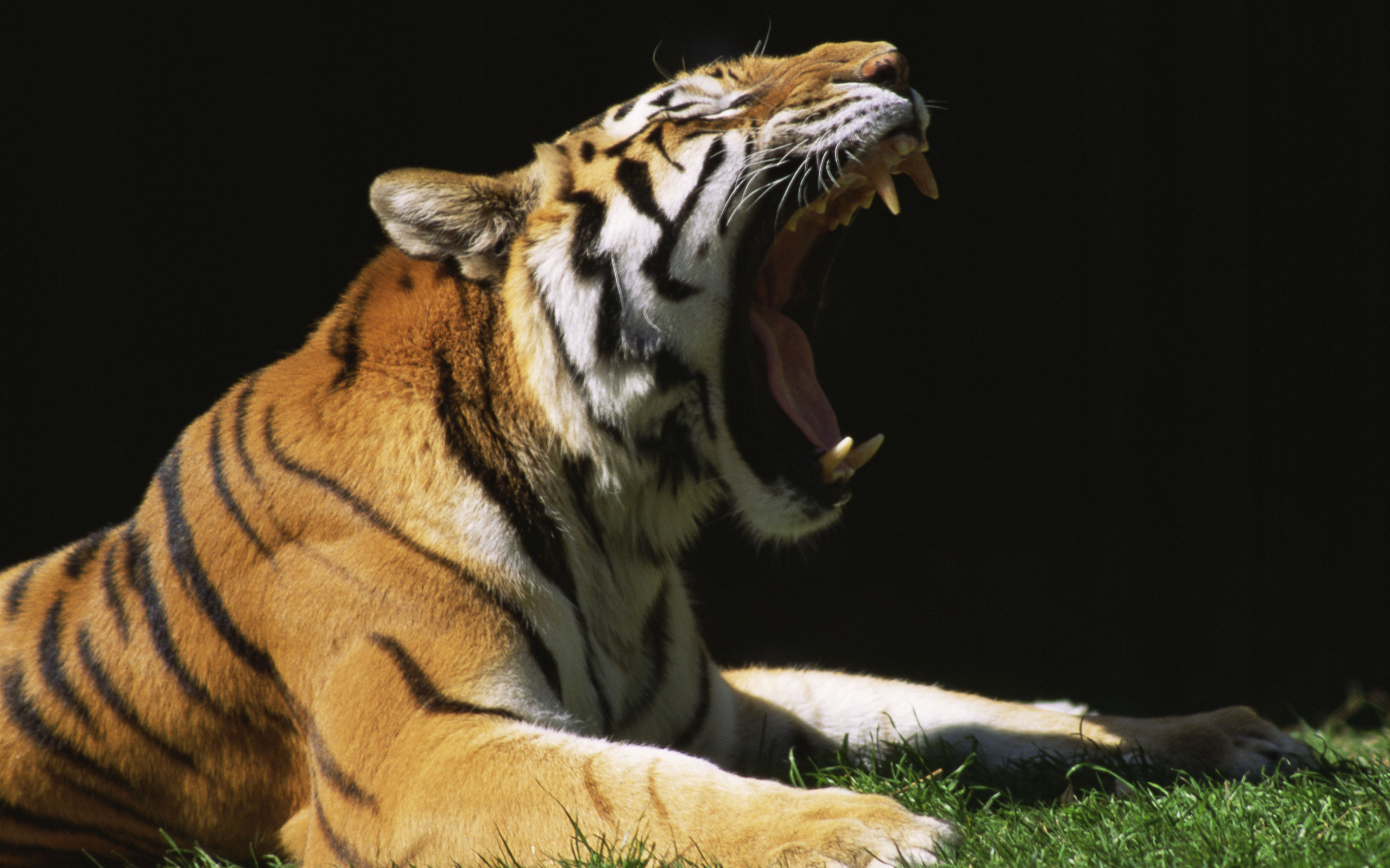 Baixar papel de parede para celular de Animais, Gatos, Tigre gratuito.