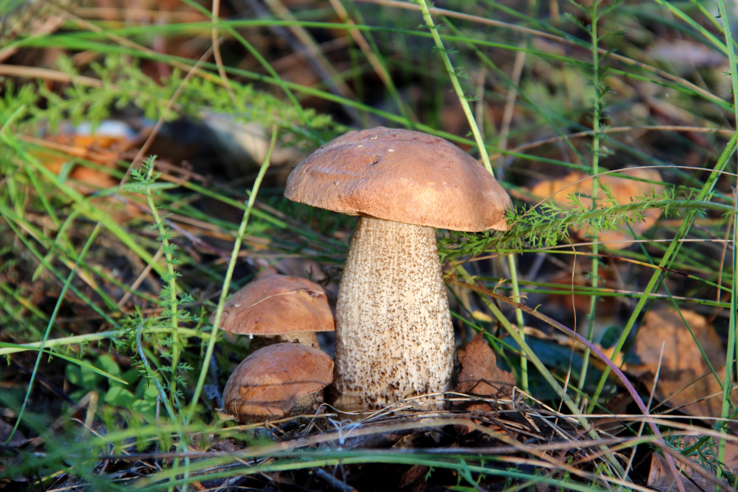 Baixe gratuitamente a imagem Cogumelo, Terra/natureza na área de trabalho do seu PC