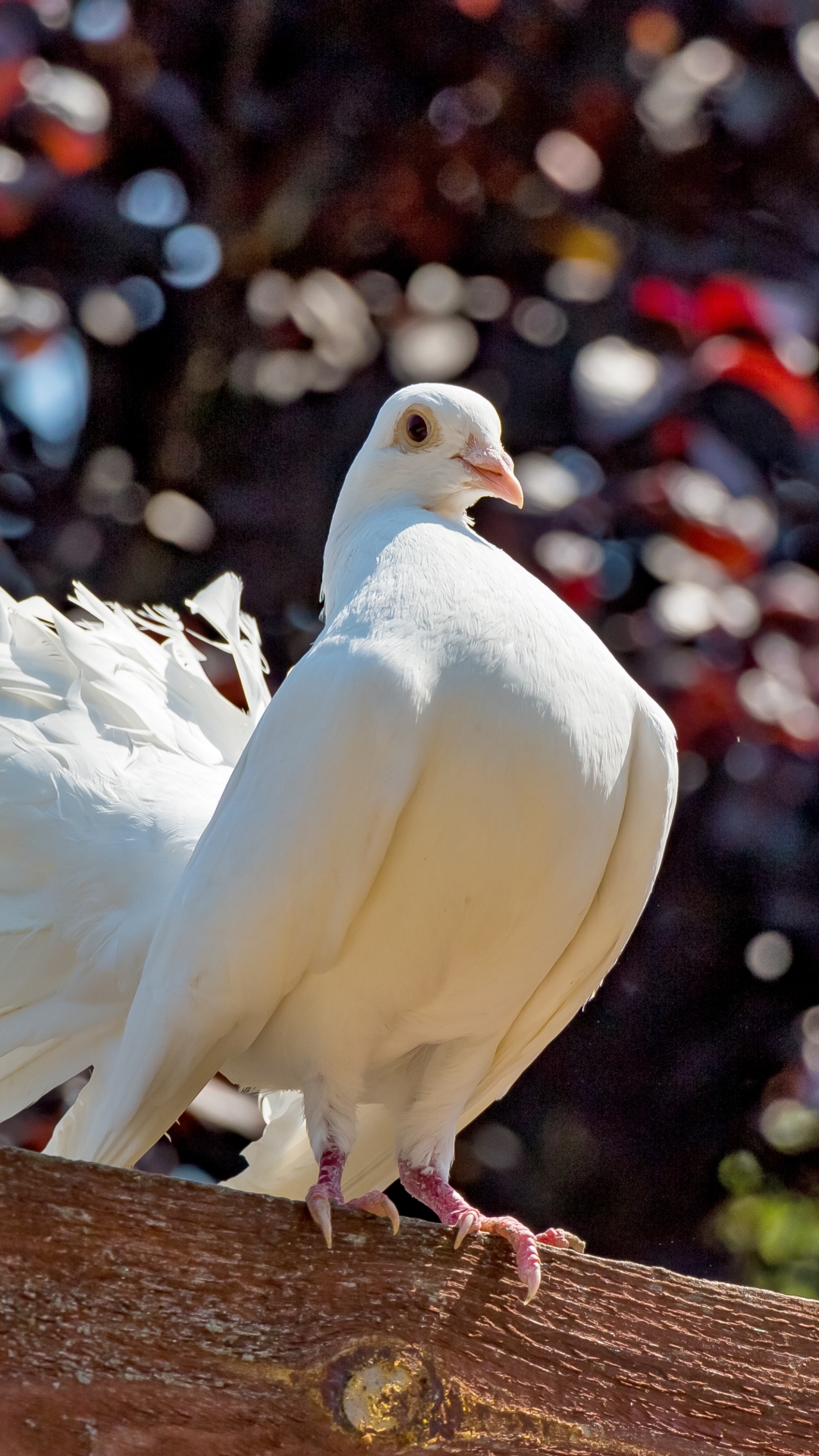 Download mobile wallpaper Birds, Bird, Animal, Pigeon for free.