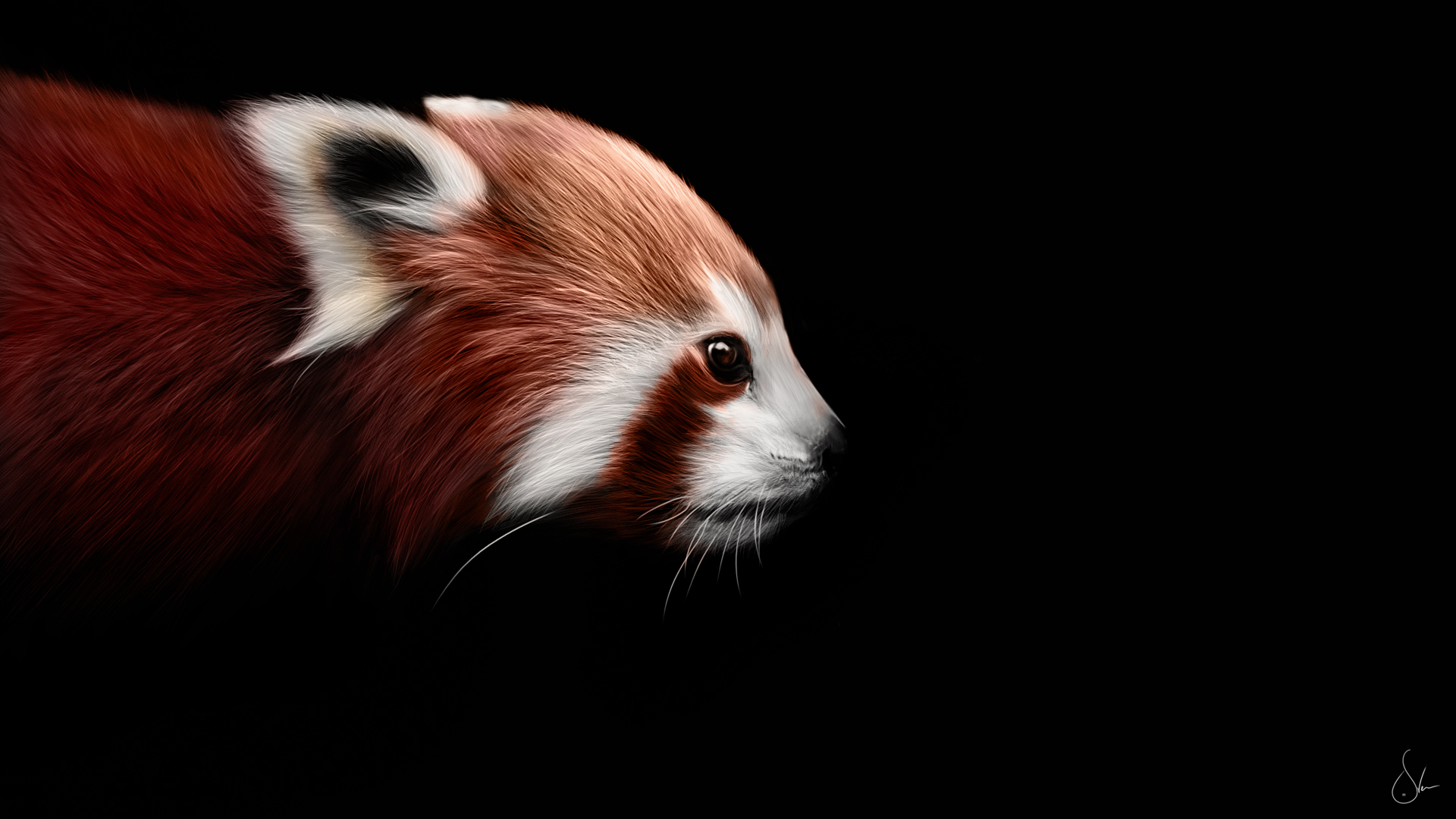 587637 descargar imagen panda rojo, animales: fondos de pantalla y protectores de pantalla gratis