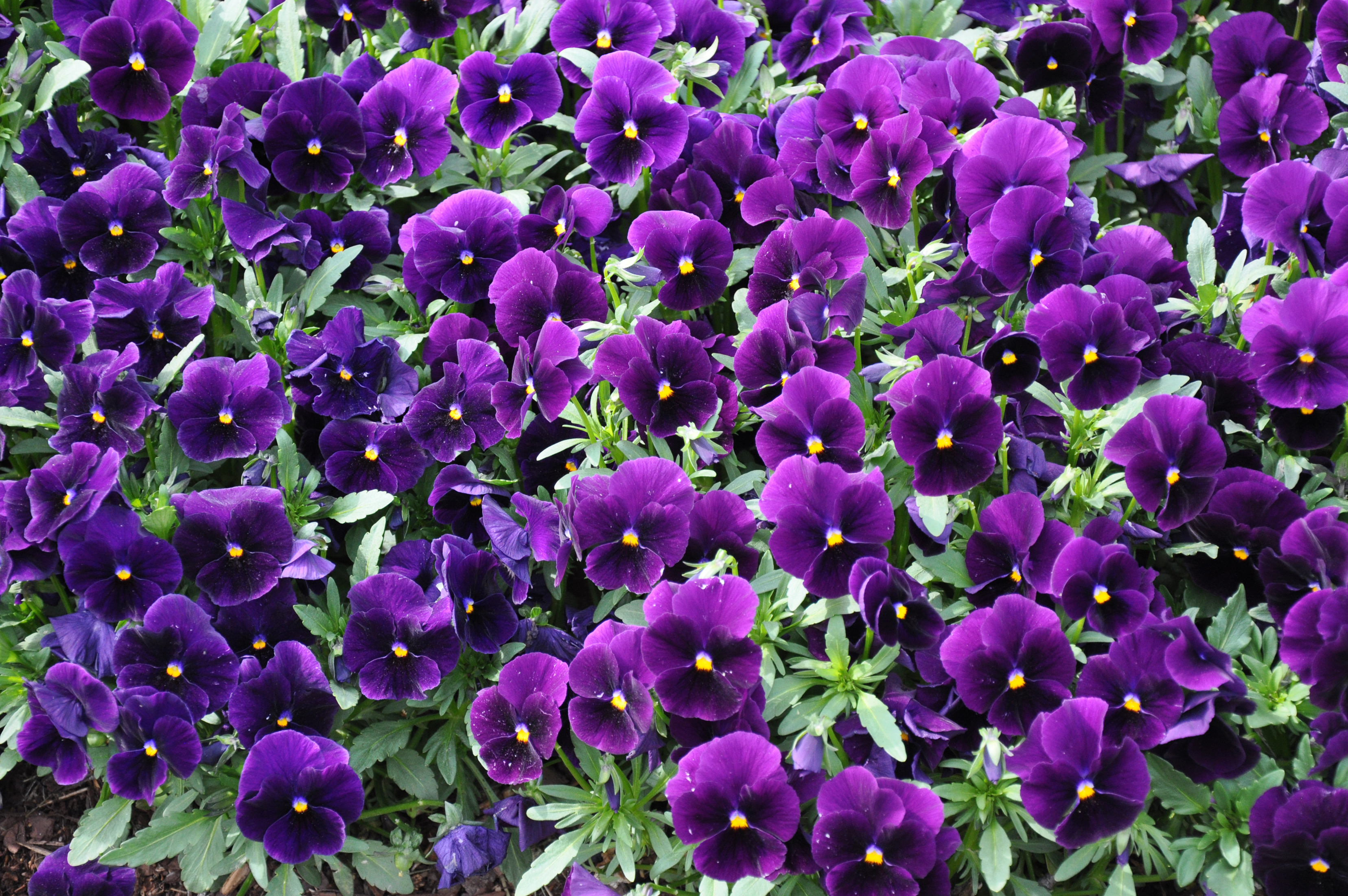 無料モバイル壁紙フラワーズ, パンジー, 花, 地球, 紫色の花をダウンロードします。