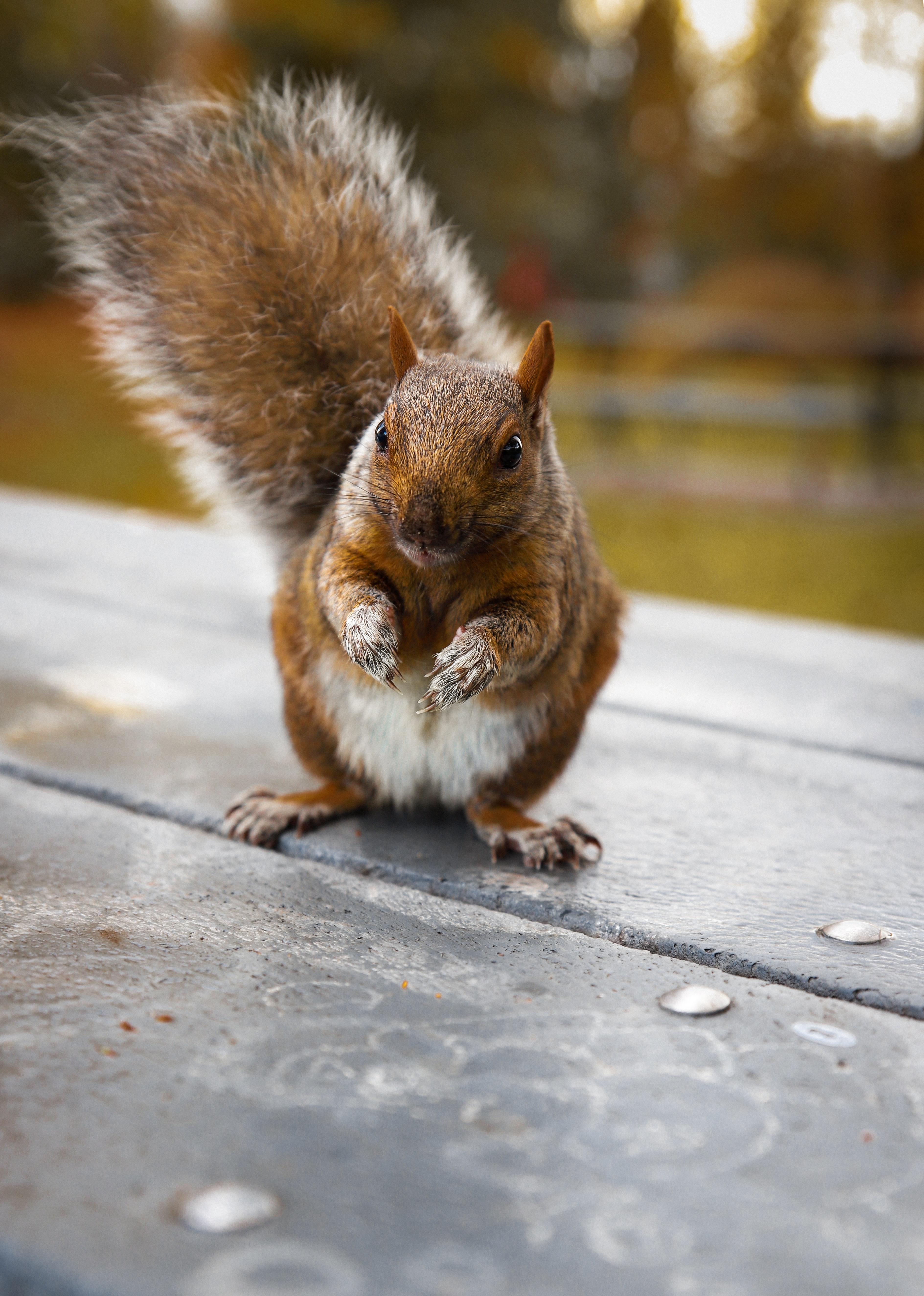 Lock Screen PC Wallpaper funny, animals, squirrel, nice, sweetheart, rodent
