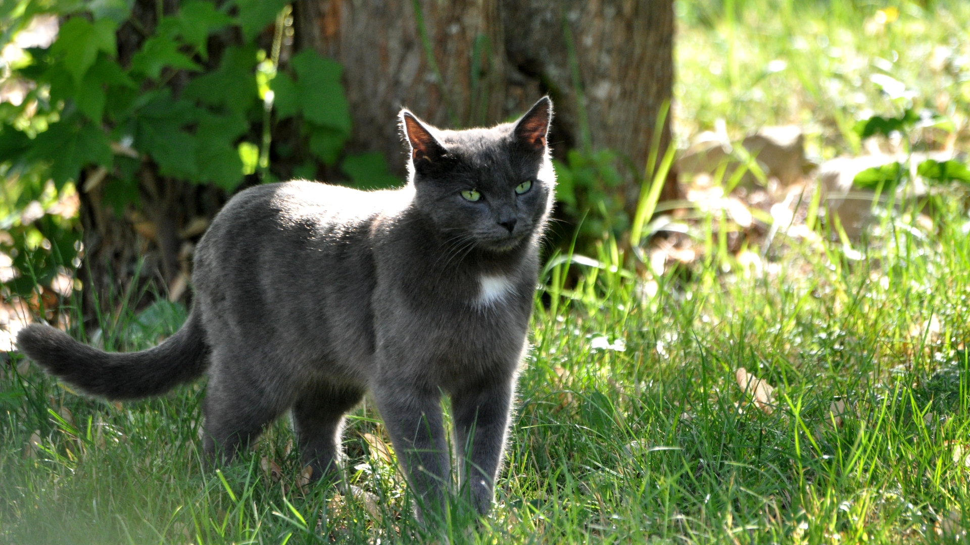 Descarga gratuita de fondo de pantalla para móvil de Animales, Gatos, Gato.