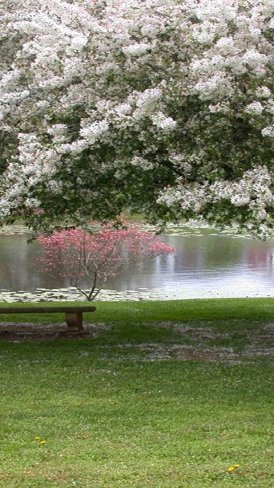 Download mobile wallpaper Park, Tree, Bench, Photography, Blossom for free.
