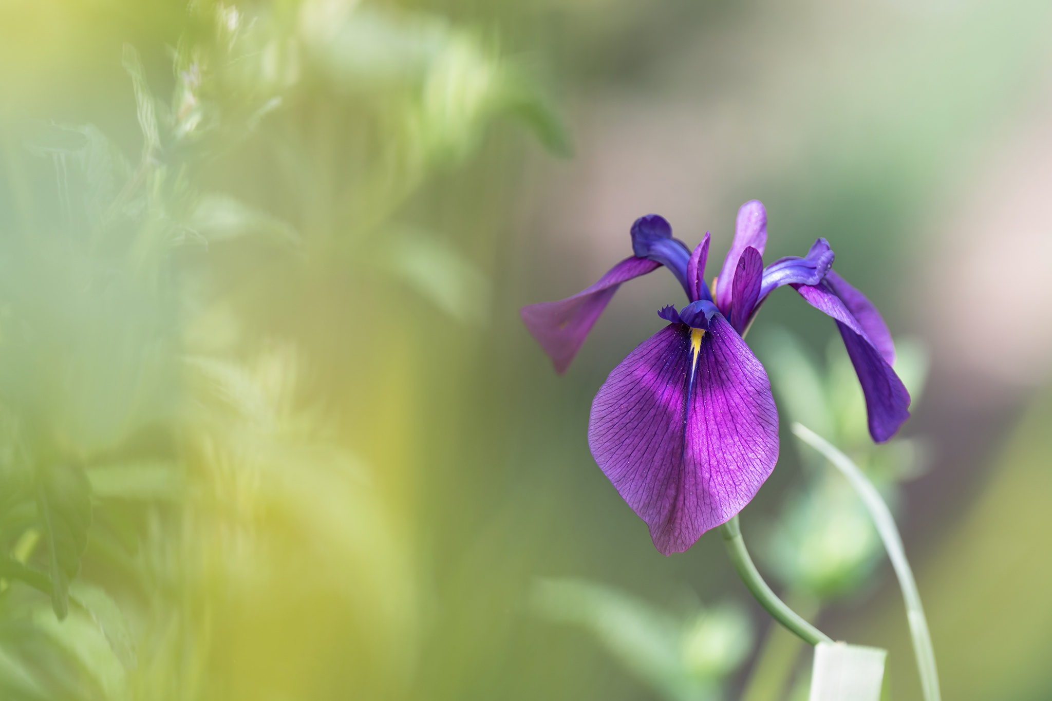 Descarga gratuita de fondo de pantalla para móvil de Flores, Iris, Flor, Tierra/naturaleza.