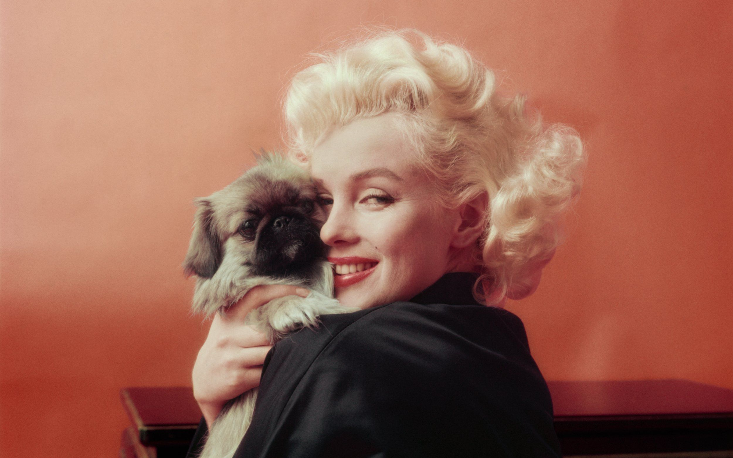Descarga gratuita de fondo de pantalla para móvil de Marilyn Monroe, Perro, Cachorro, Celebridades.