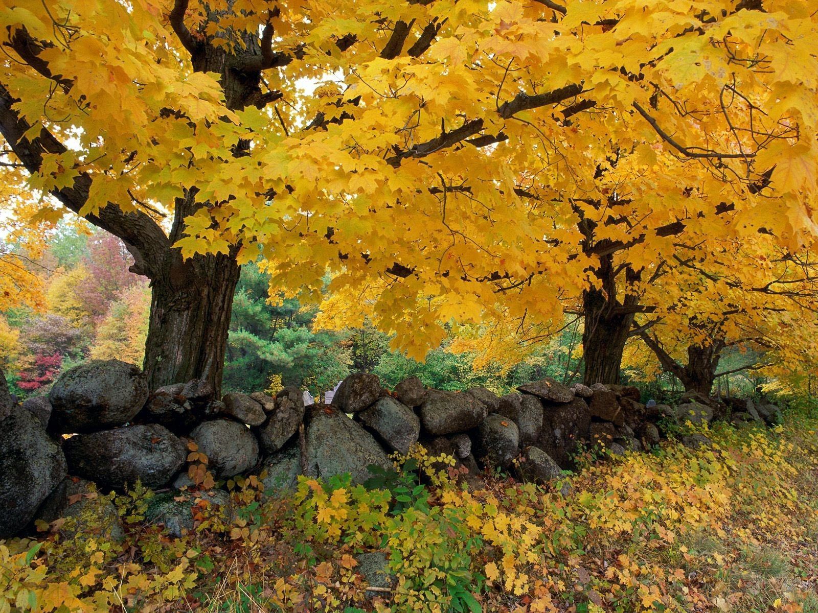 nature, trees, stones, autumn, maple