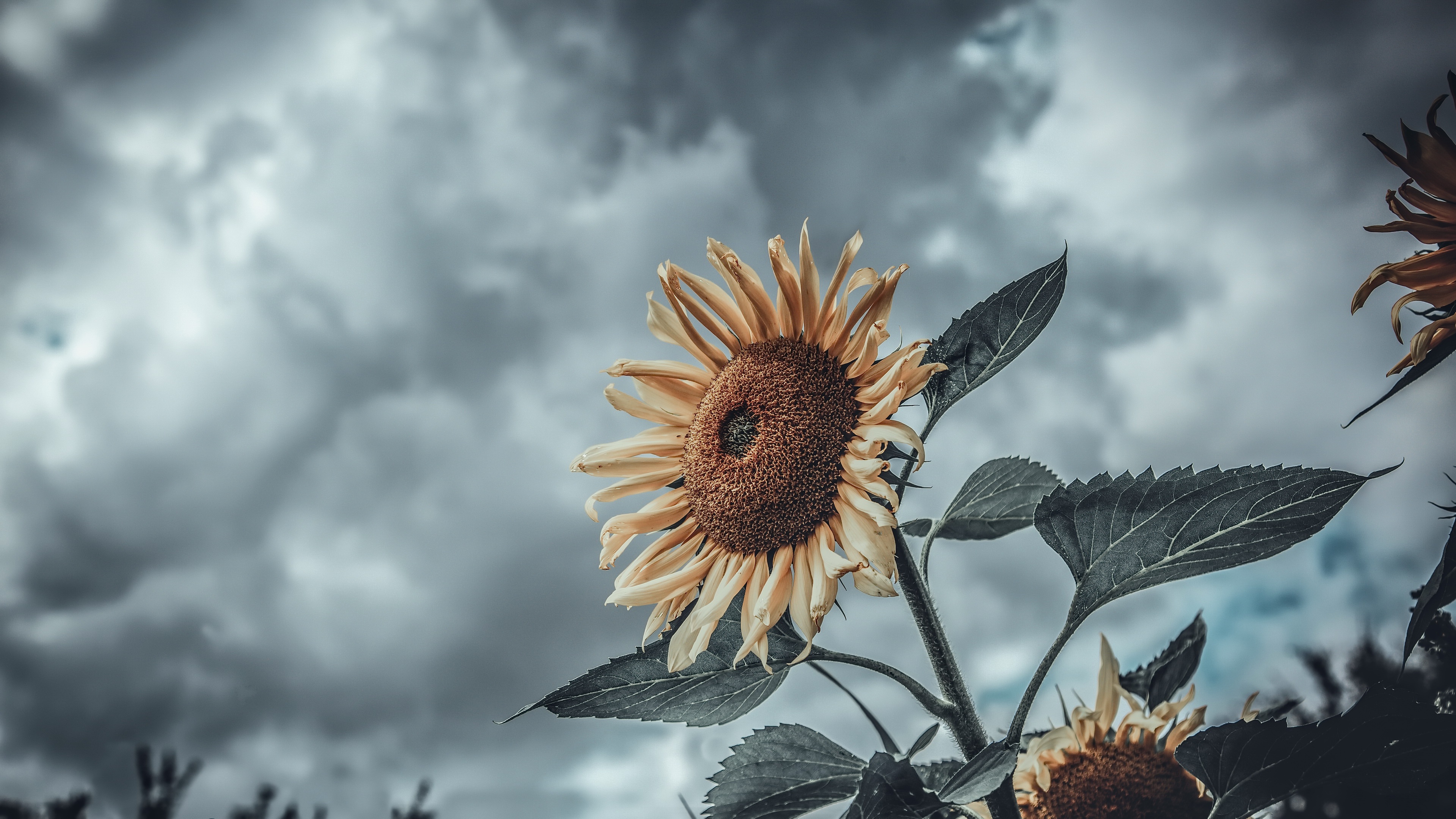 Download mobile wallpaper Nature, Flowers, Earth, Sunflower for free.
