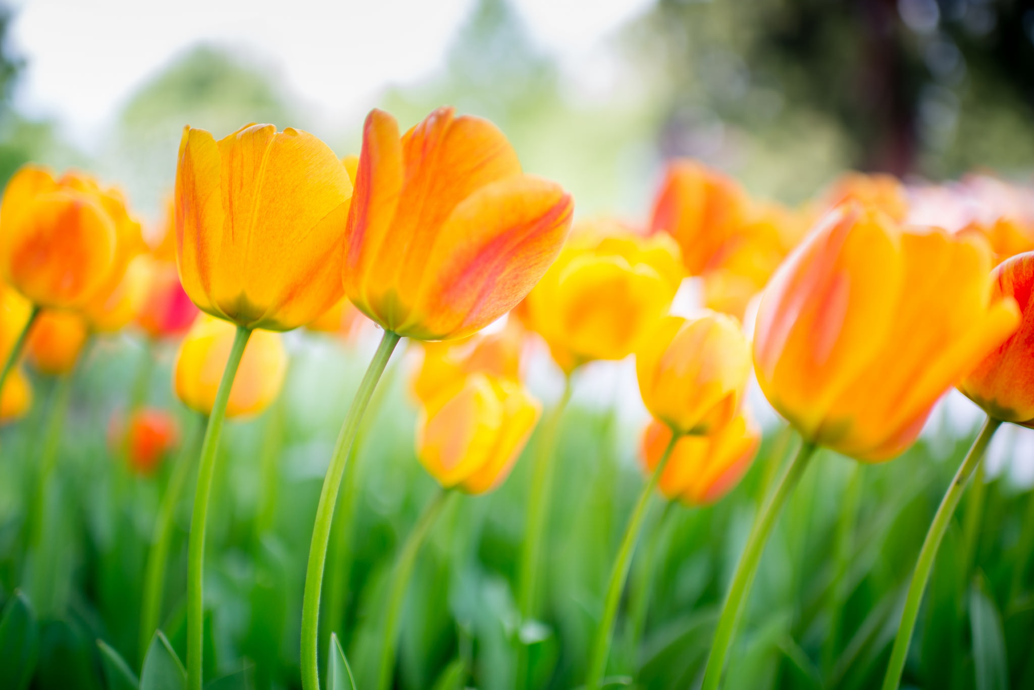Скачати мобільні шпалери Природа, Квітка, Земля, Тюльпан, Апельсинова Квітка, Флауерзи безкоштовно.