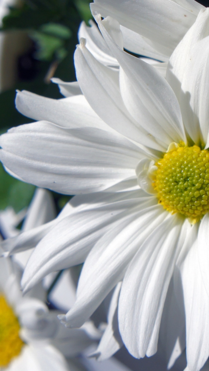 Descarga gratuita de fondo de pantalla para móvil de Flores, Margarita, Tierra/naturaleza.