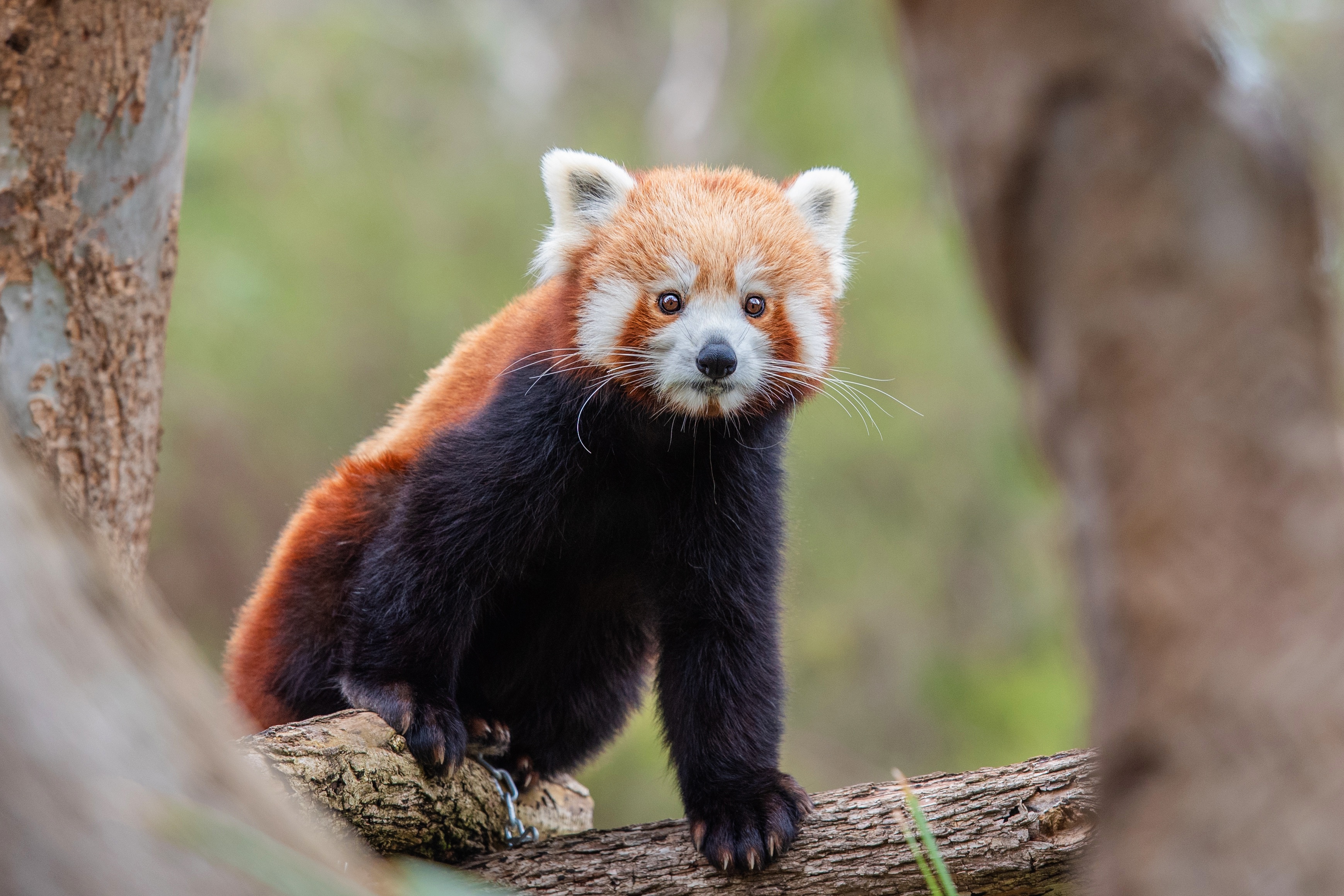 Handy-Wallpaper Tiere, Kleiner Panda kostenlos herunterladen.