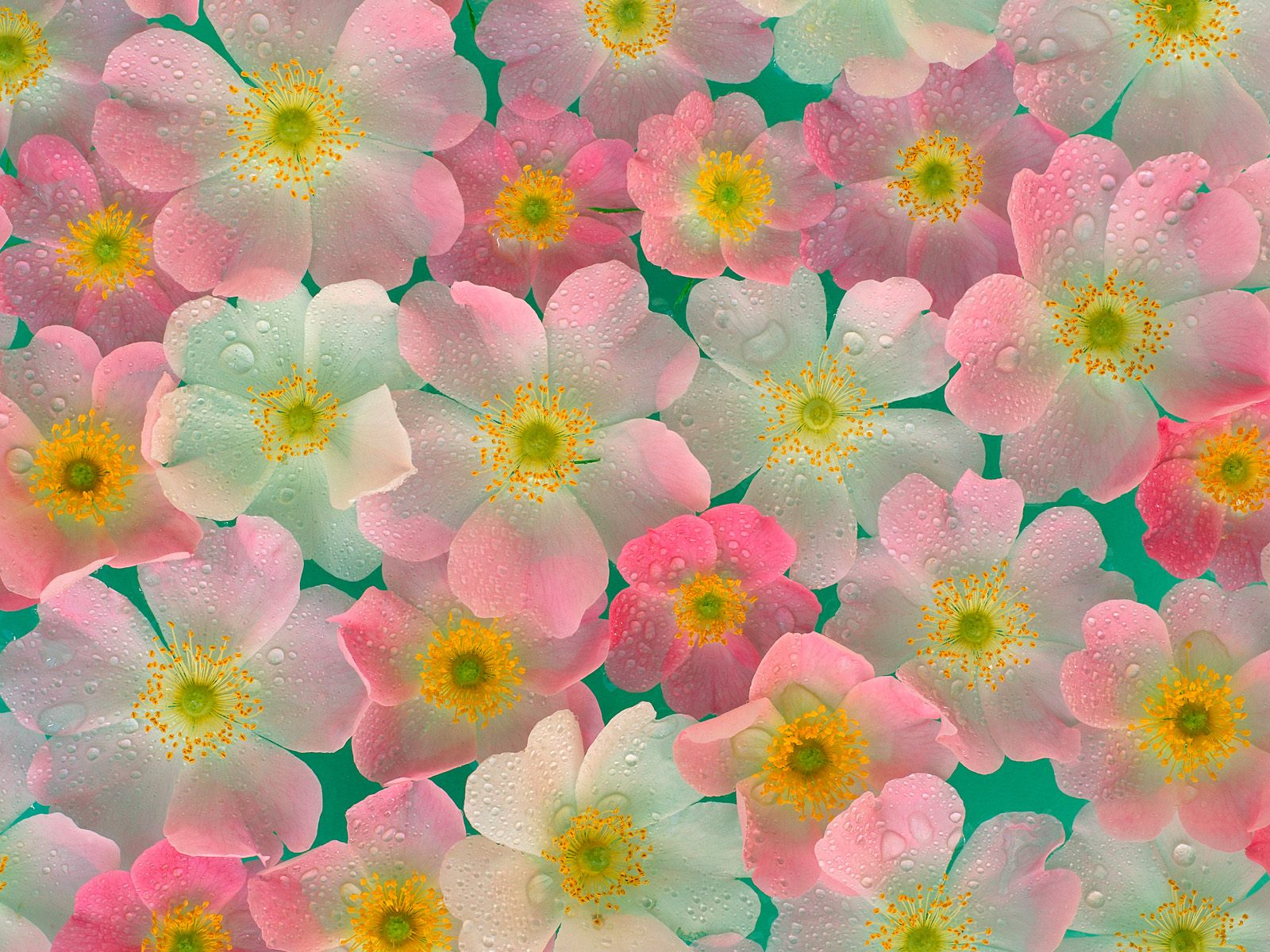 Завантажити шпалери безкоштовно Природа, Квітка, Рожевий, Художній картинка на робочий стіл ПК