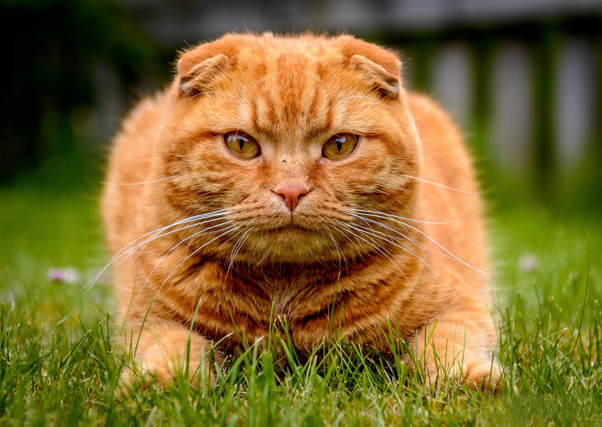 Laden Sie das Tiere, Katzen, Katze, Starren, Tiefenschärfe-Bild kostenlos auf Ihren PC-Desktop herunter
