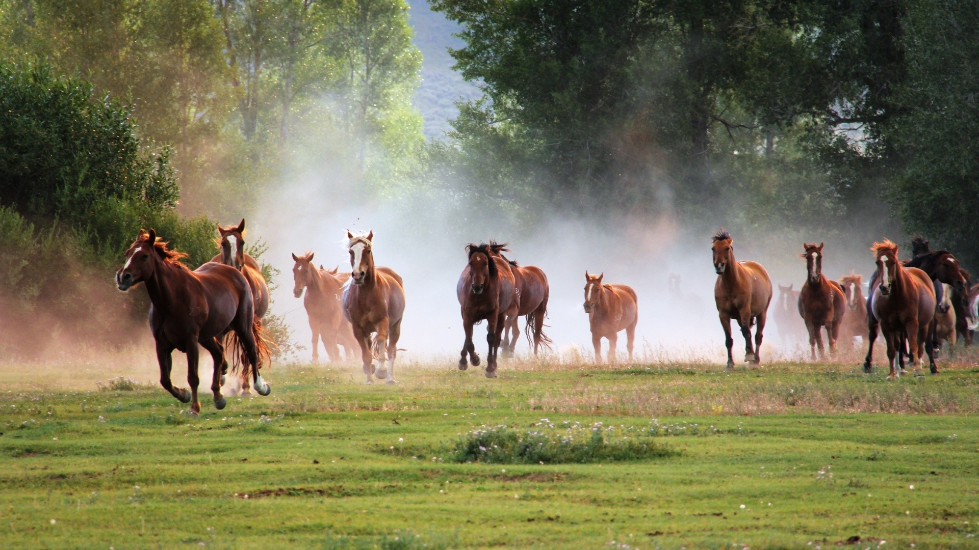 Téléchargez des papiers peints mobile Animaux, Cheval gratuitement.