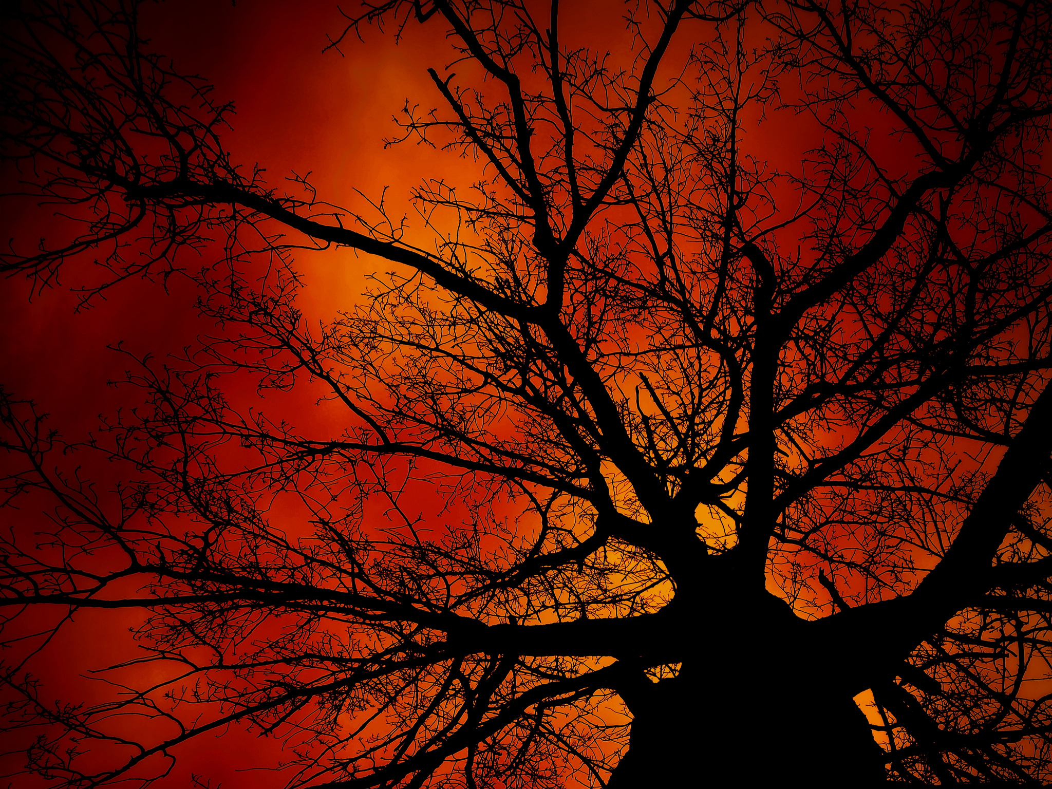 Laden Sie das Silhouette, Baum, Himmel, Sonnenuntergang, Erde/natur, Orange Farbe)-Bild kostenlos auf Ihren PC-Desktop herunter