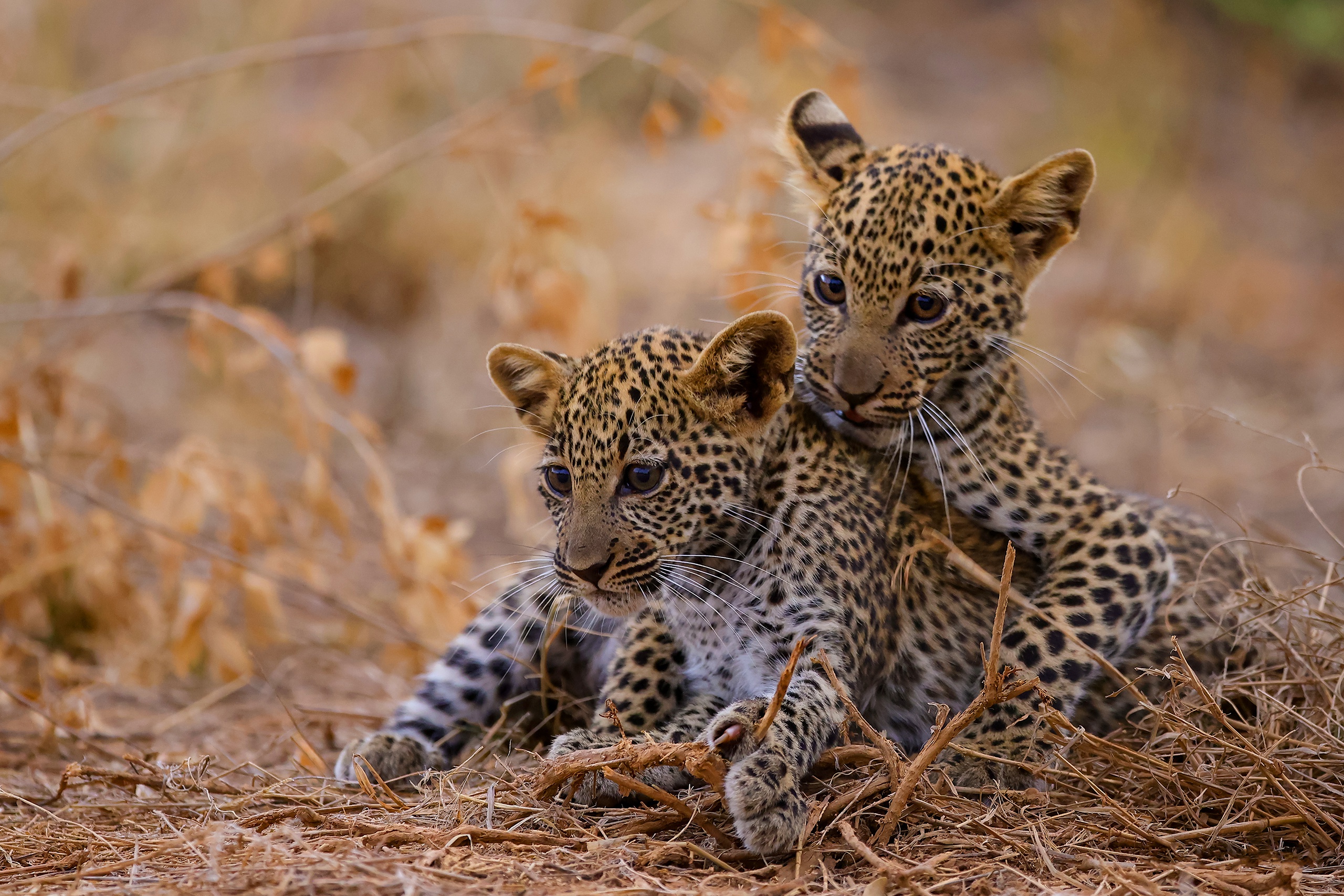 Download mobile wallpaper Cats, Leopard, Animal, Baby Animal, Cub for free.