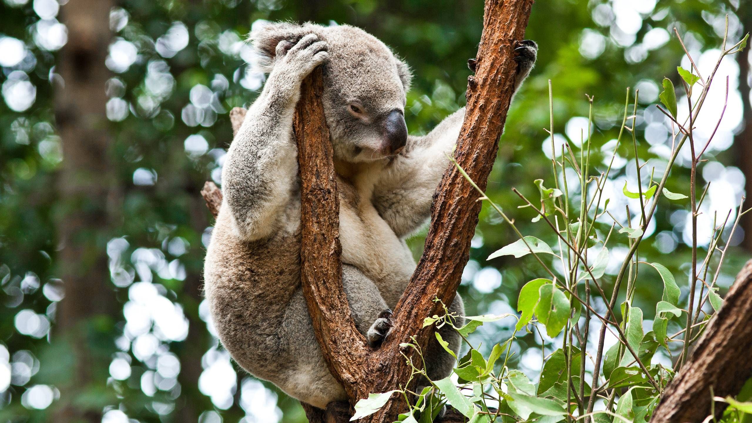 Free download wallpaper Trees, Rest, Sleep, Koala, Animals, Relaxation, Dream on your PC desktop