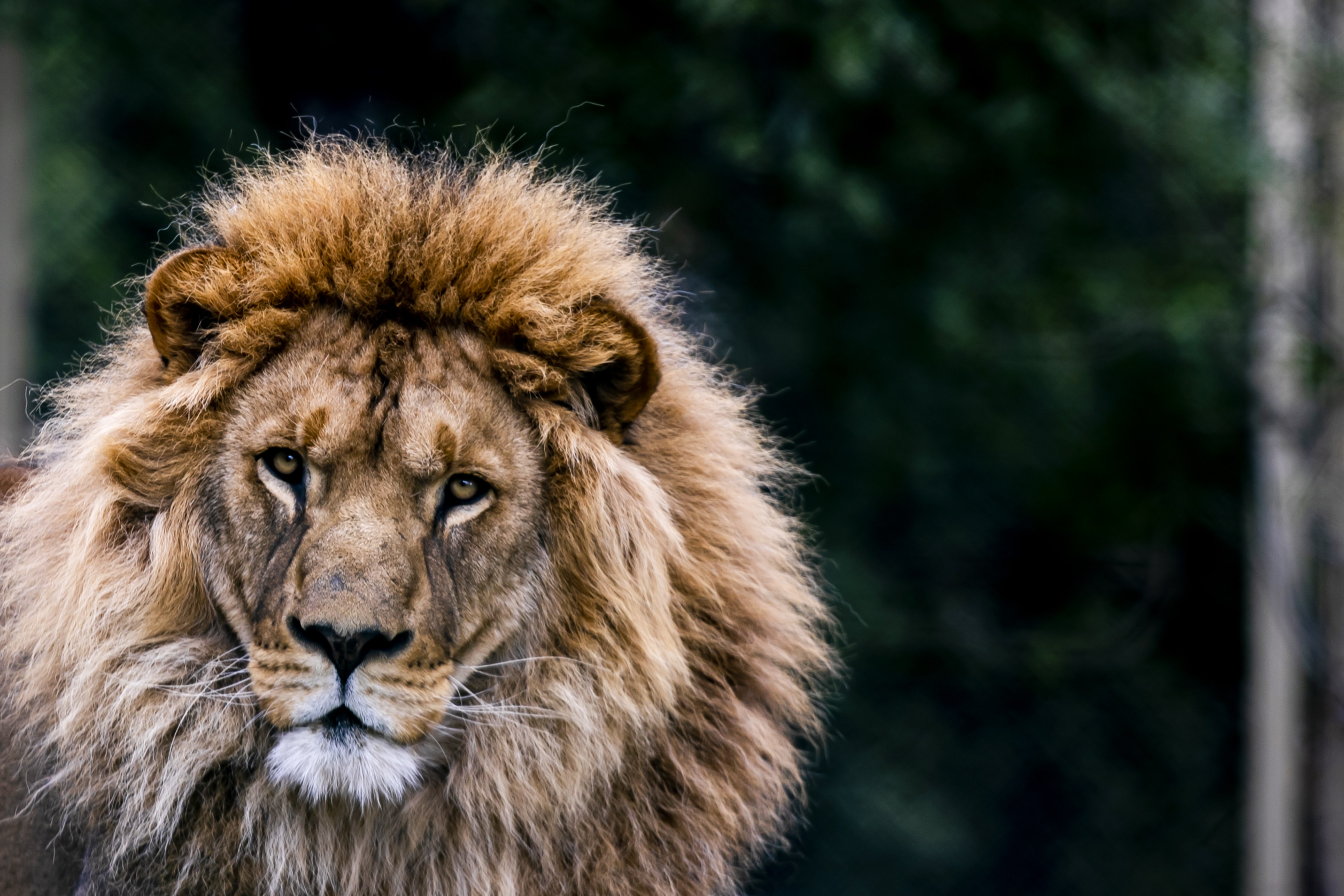 102060 descargar imagen animales, un leon, león, depredador, gato grande, fauna silvestre, vida silvestre, animal: fondos de pantalla y protectores de pantalla gratis