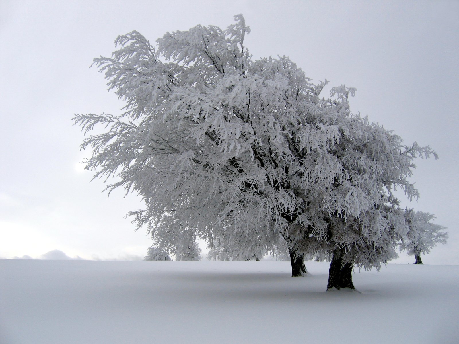 1512420壁紙のダウンロード地球, 冬, 自然, 雪, 木-スクリーンセーバーと写真を無料で