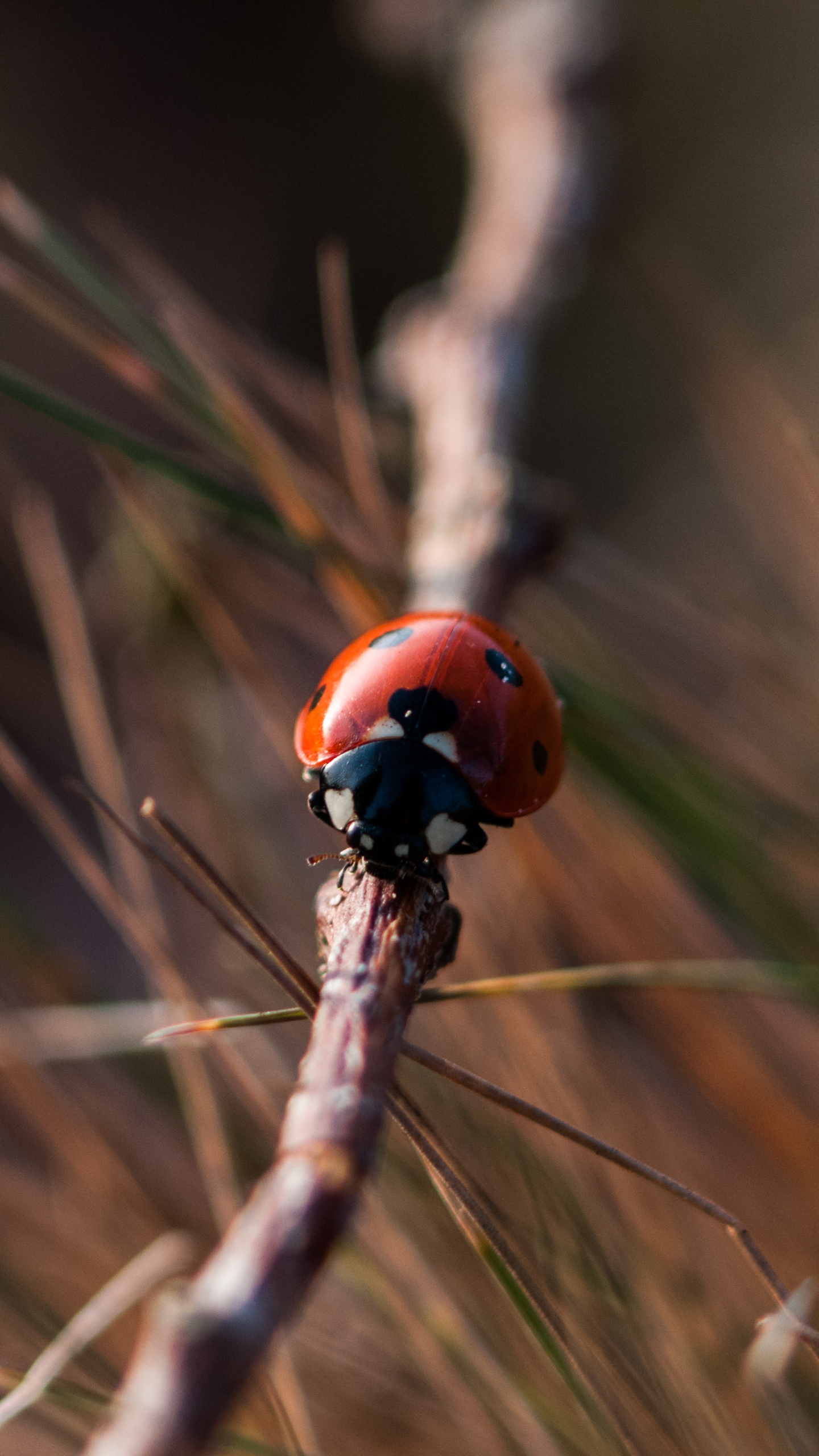 Download mobile wallpaper Blur, Insect, Animal, Ladybug for free.