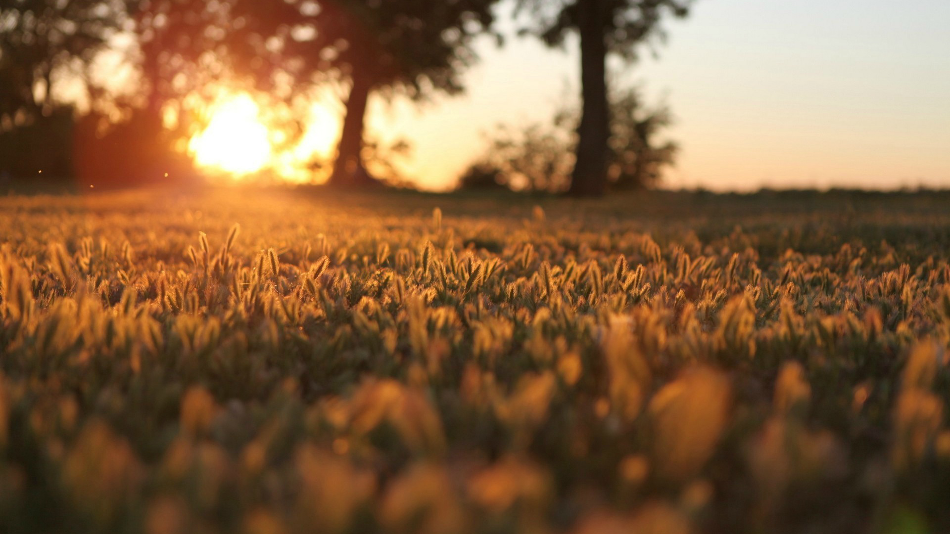 Free download wallpaper Earth, Field on your PC desktop