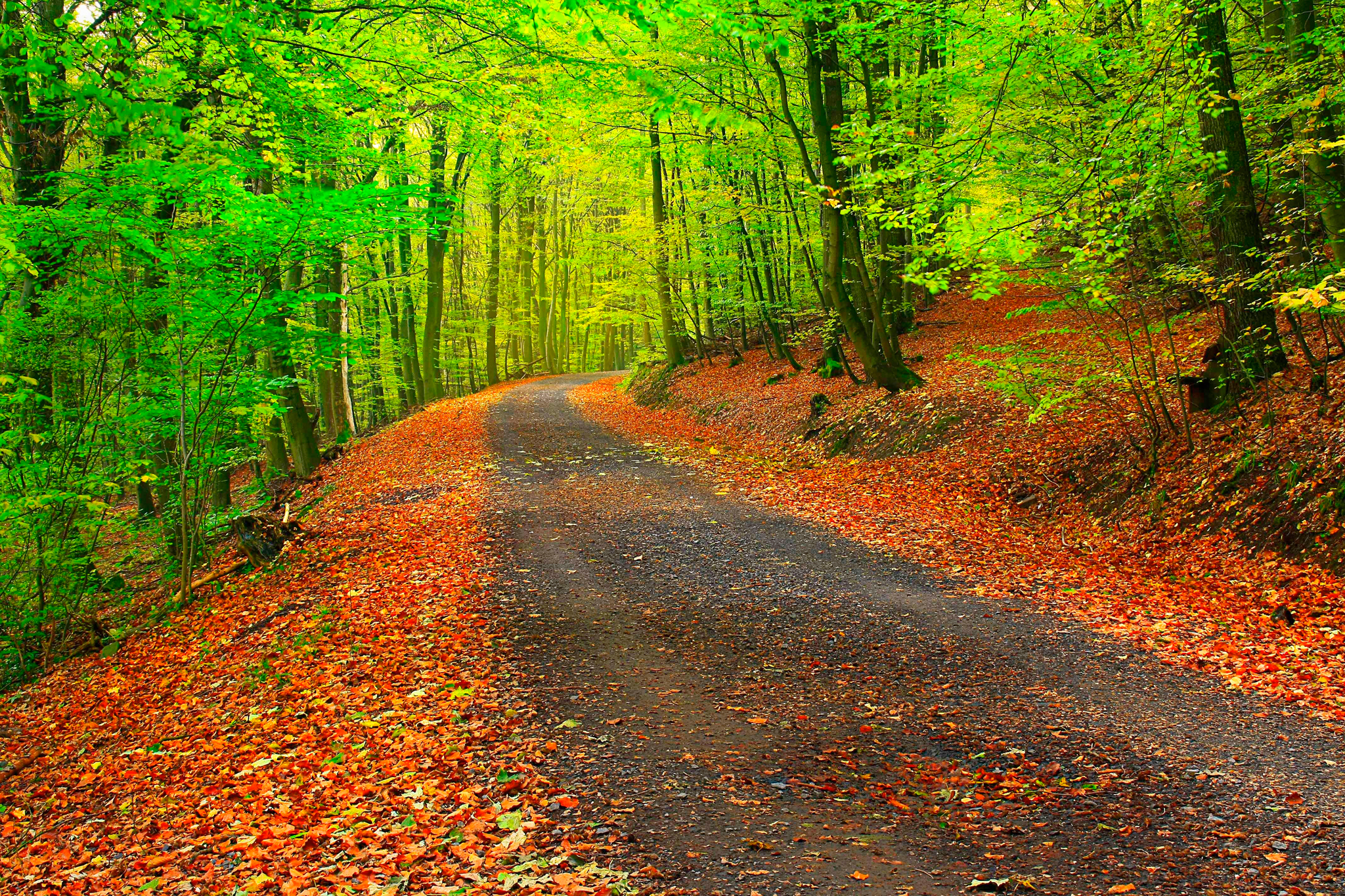 Handy-Wallpaper Wald, Pfad, Natur, Bäume, Herbst kostenlos herunterladen.