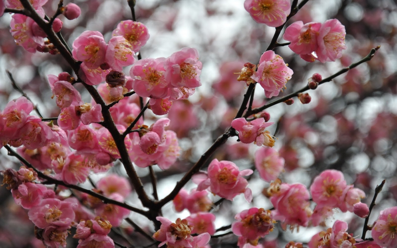 Laden Sie das Blüte, Erde/natur-Bild kostenlos auf Ihren PC-Desktop herunter