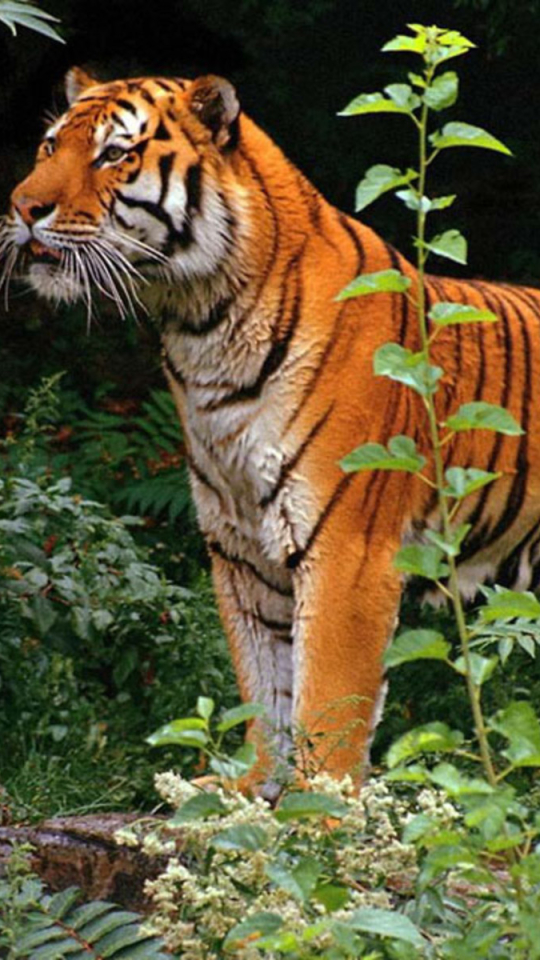 Download mobile wallpaper Cats, Tiger, Animal for free.