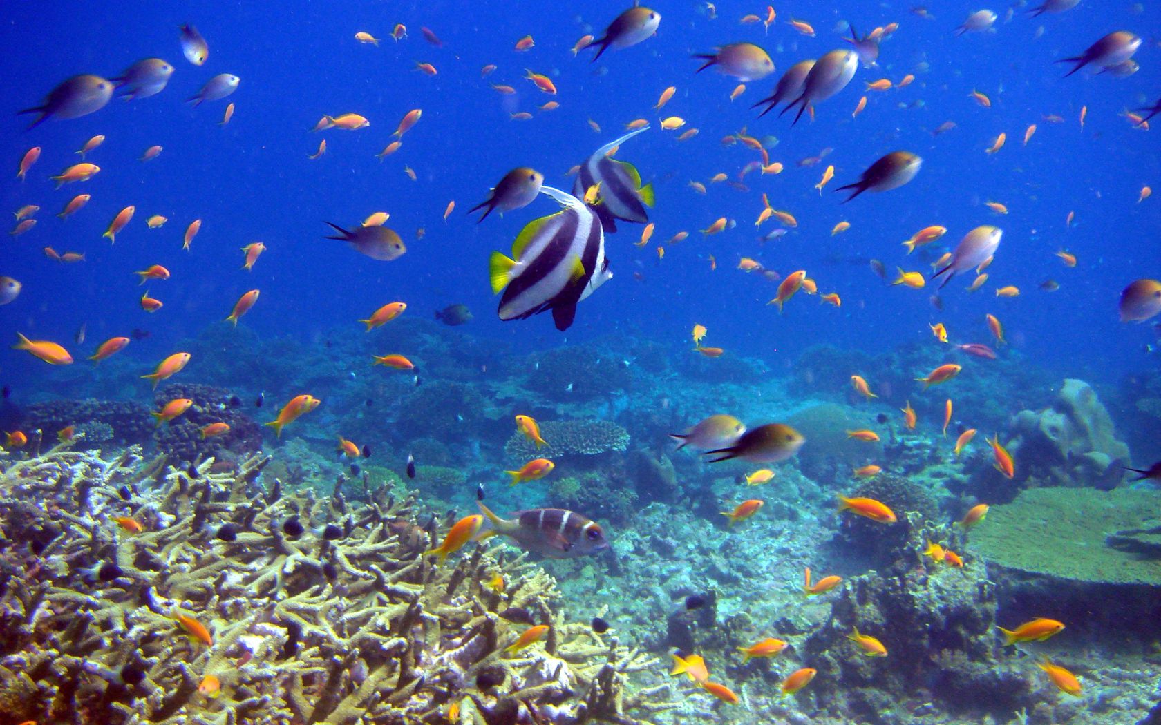 82955 Hintergrundbild herunterladen koralle, fische, unterwasserwelt, tiere - Bildschirmschoner und Bilder kostenlos