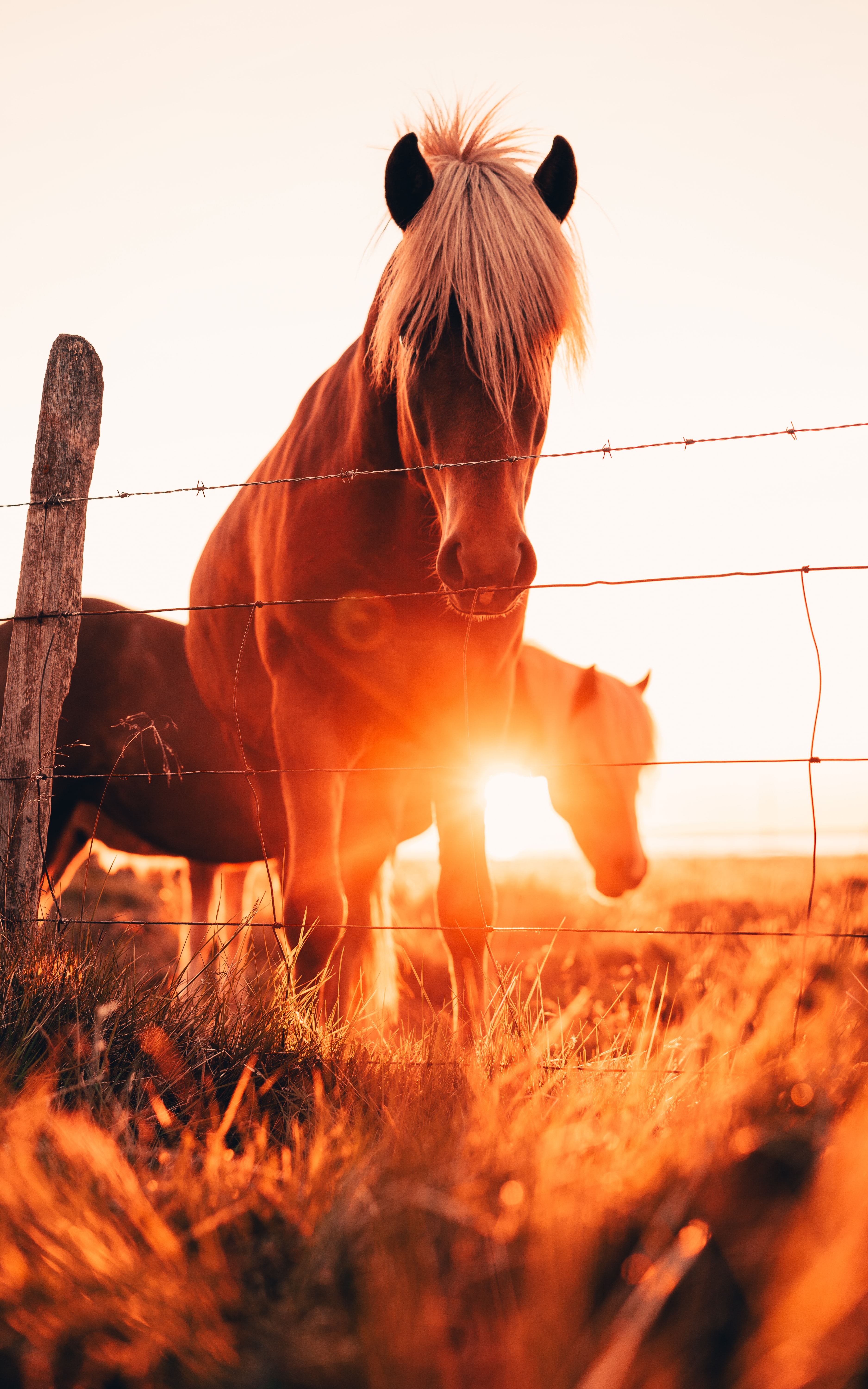 Download mobile wallpaper Animals, Glare, Grass, Fence, Horses for free.
